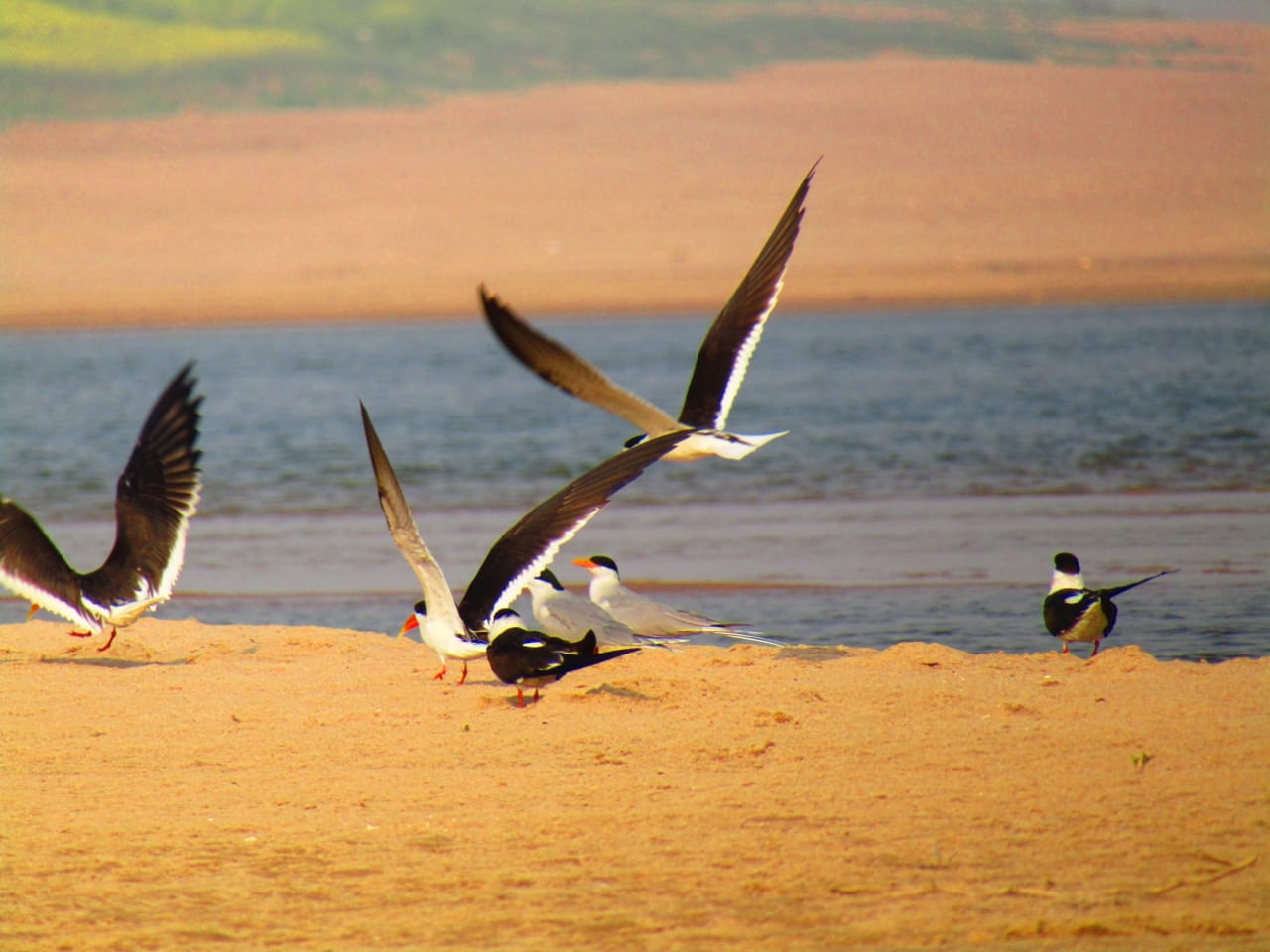 Camp of foreign birds in Dholpur