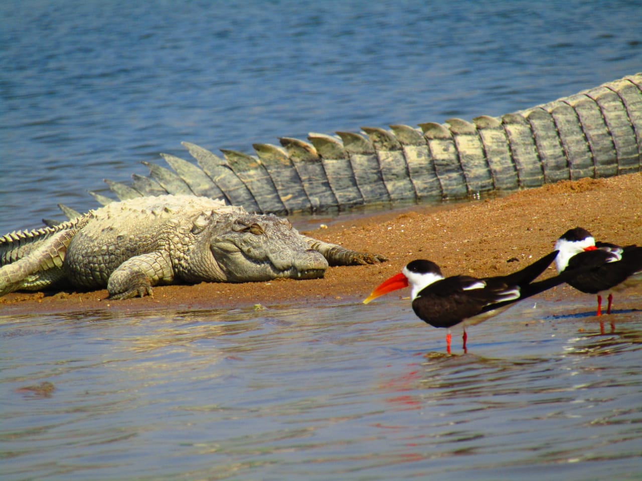 Camp of foreign birds in Dholpur