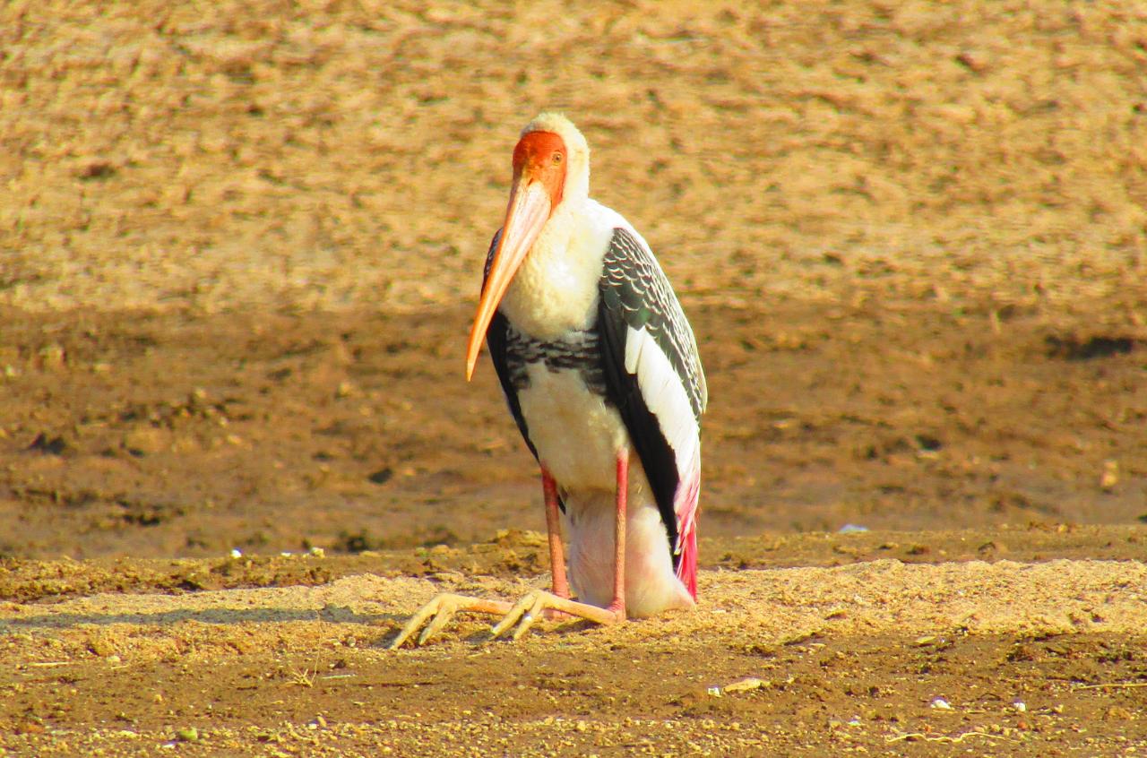 painted stork in chambal