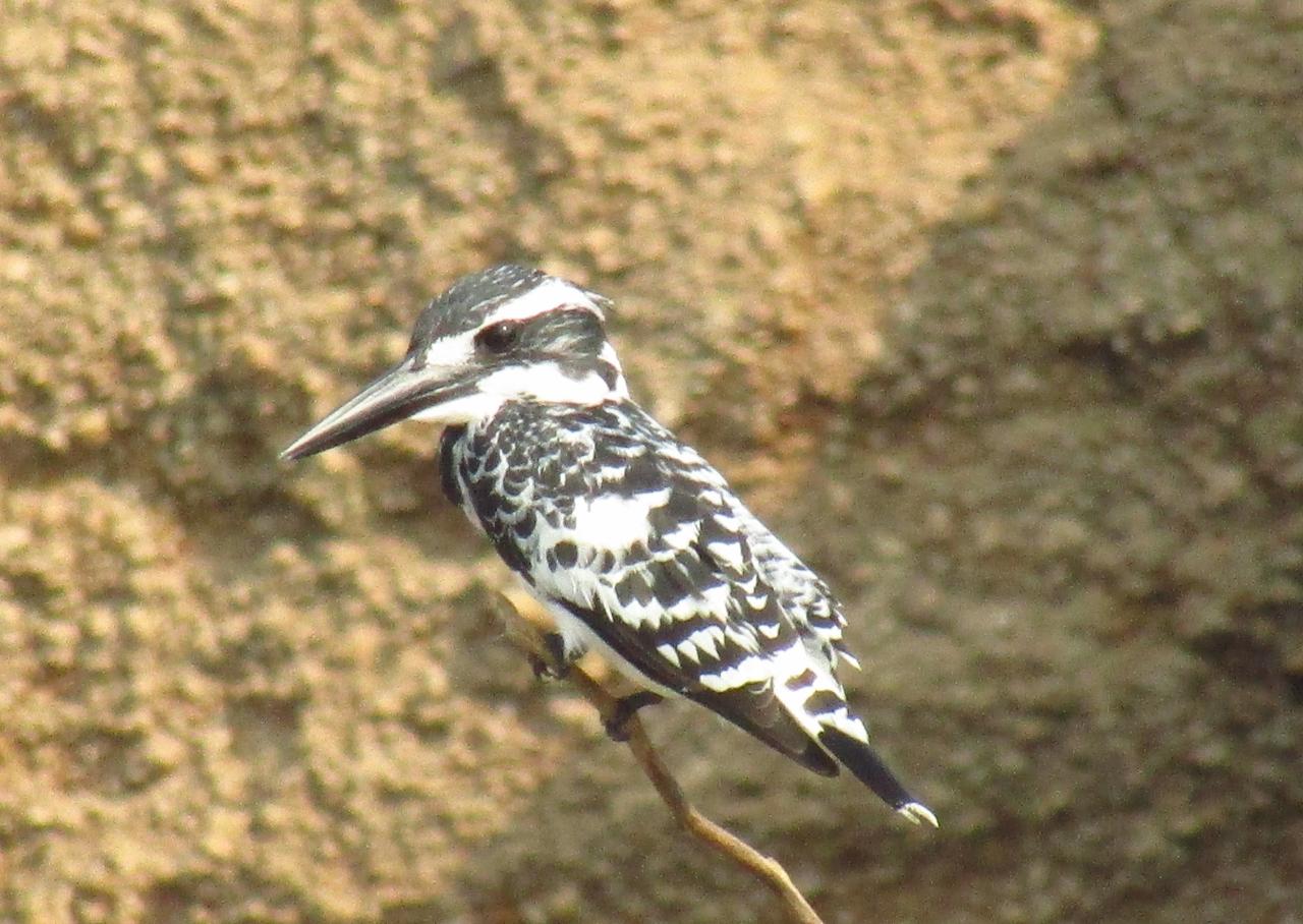 Kingfisher In Dholpur