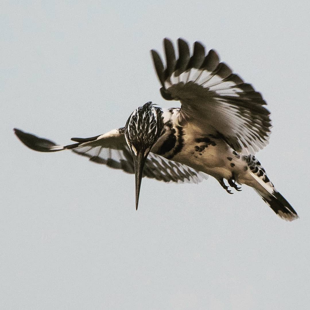 Kingfisher In Dholpur