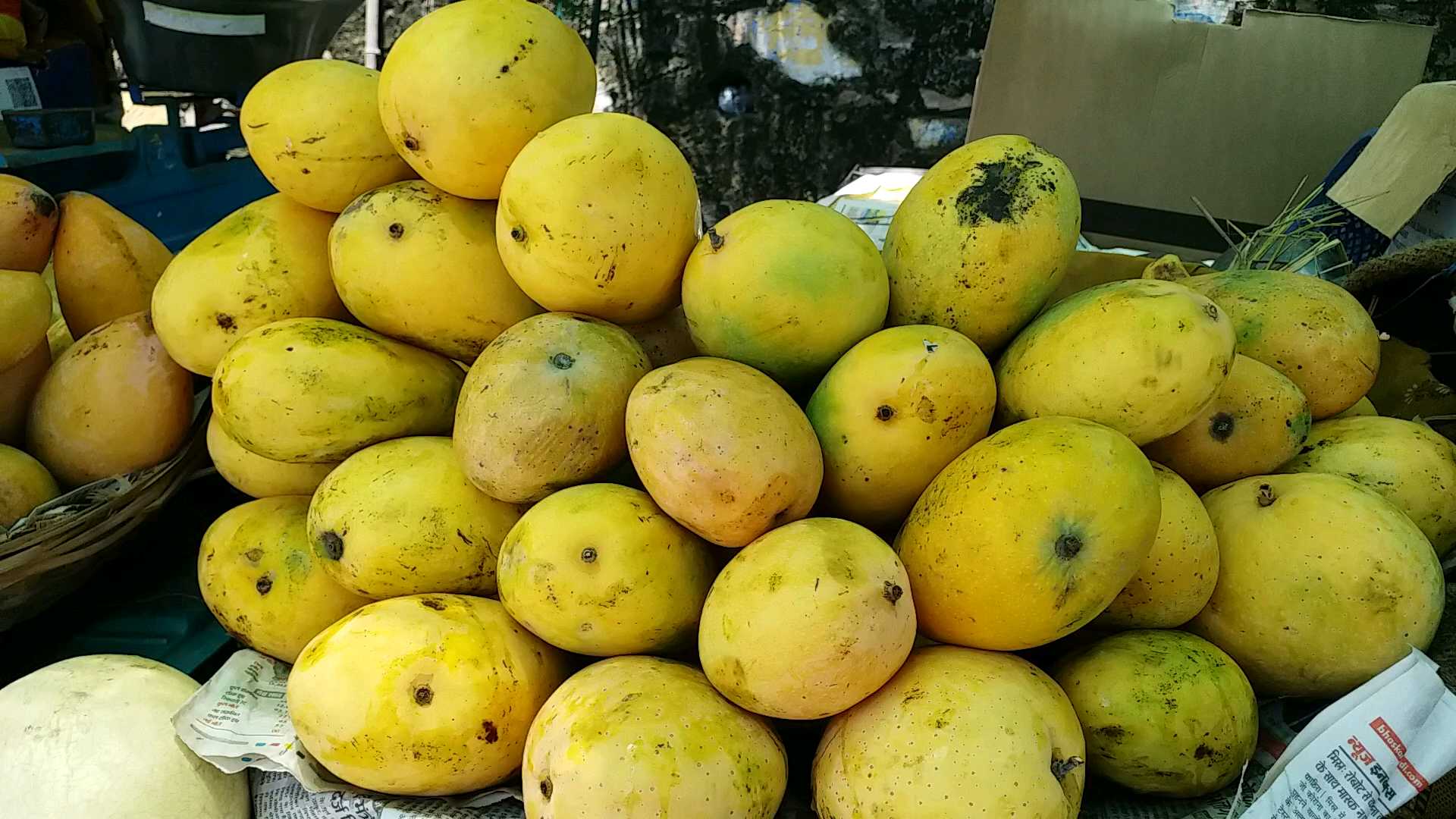 Dungarpur Desi mango crop destroyed