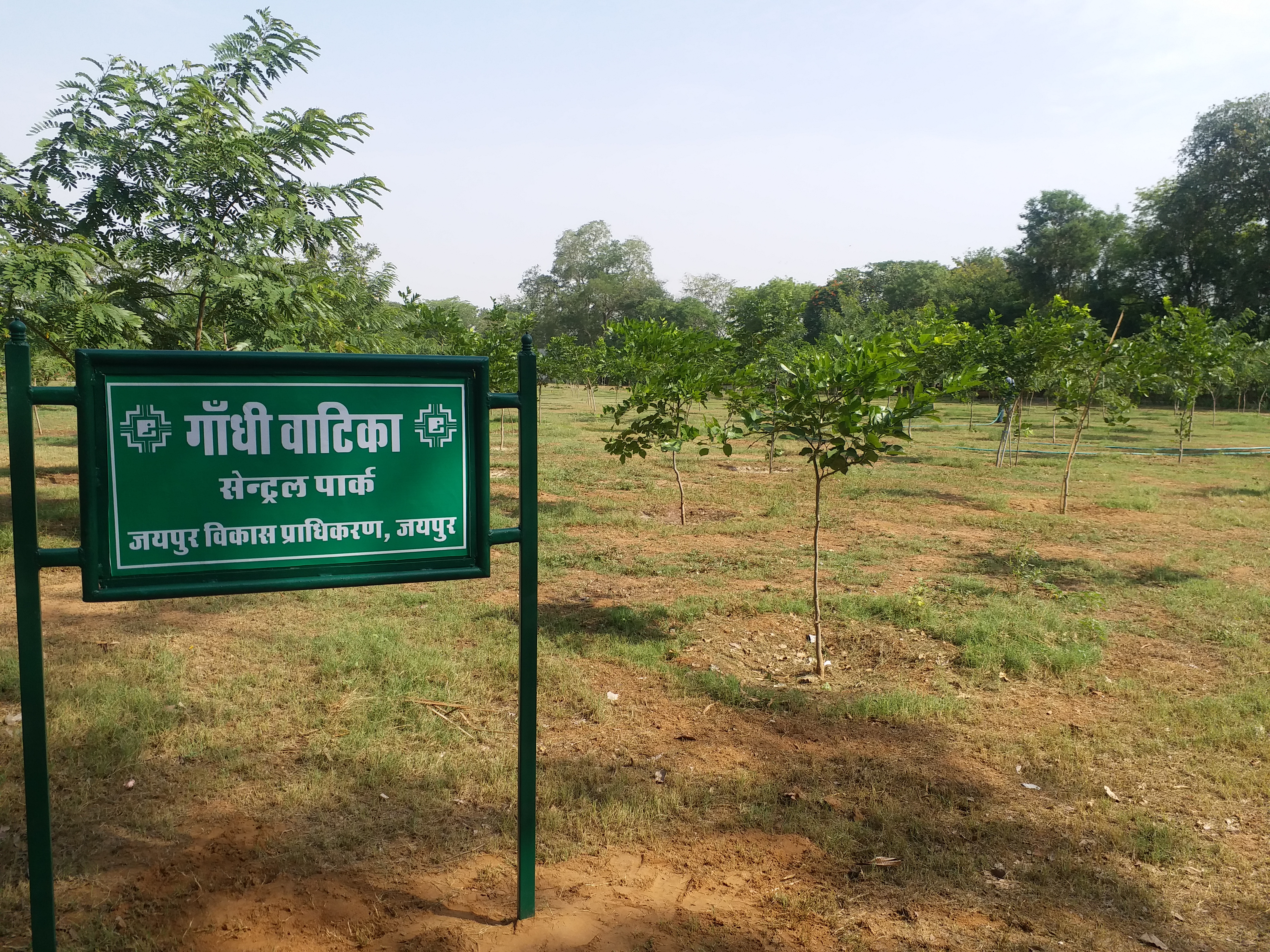 jaipur news, Gandhi Vatika, plantation