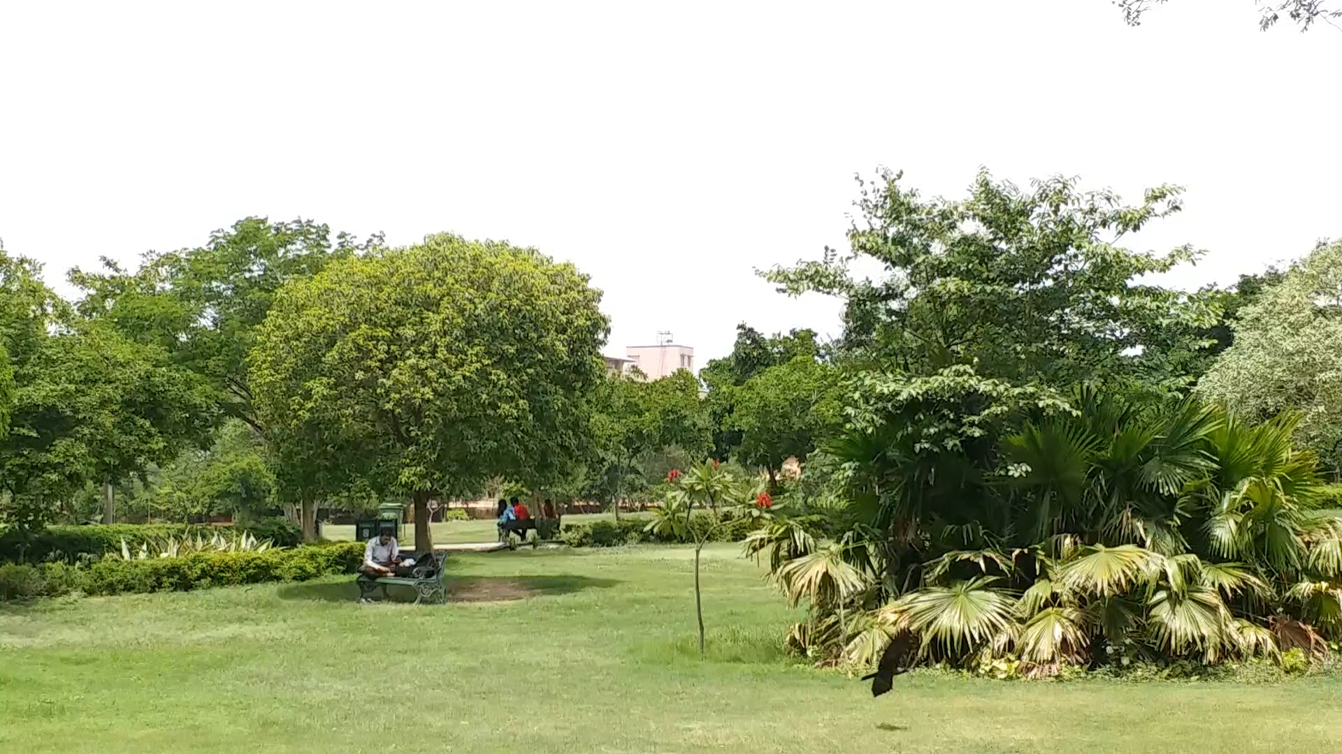 protection of trees in jaipur, care of trees