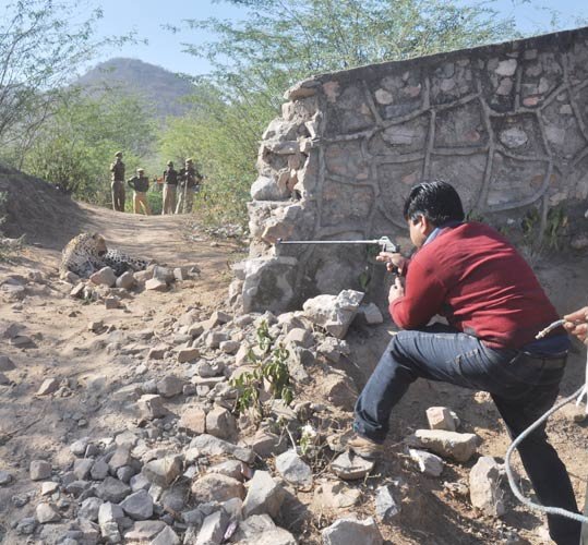 Jaipur Wildlife Saviour Doctor