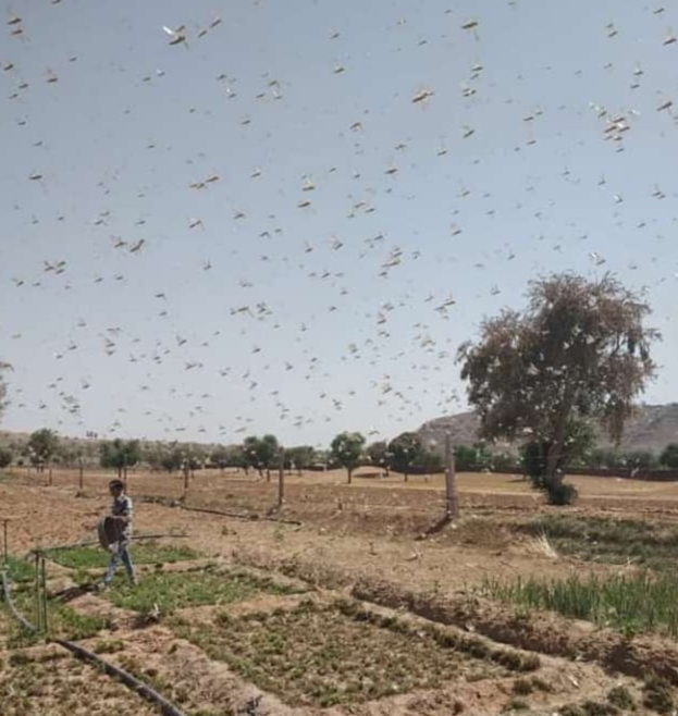 टिड्डी नियंत्रण को लेकर संवाद, Correspondence about locust