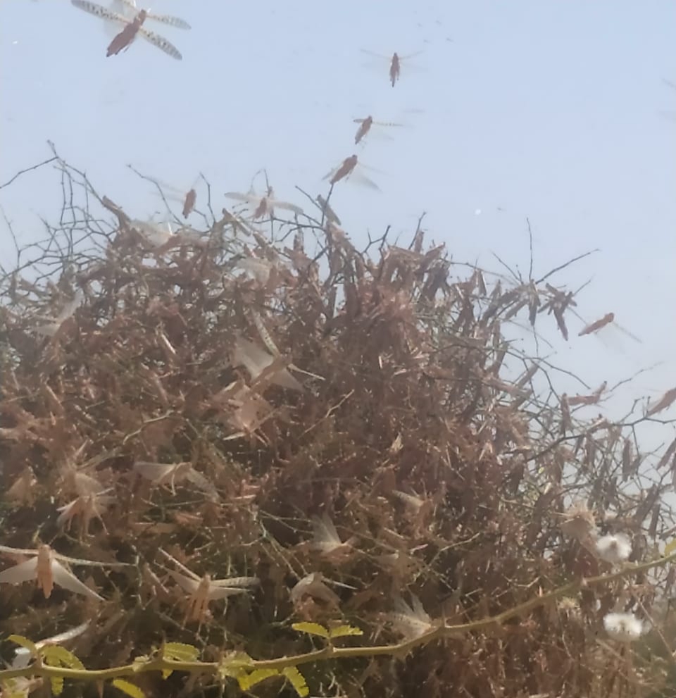 टिड्डी नियंत्रण को लेकर संवाद, Correspondence about locust