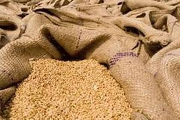 Wheat procurement on MSP, Purchase of wheat on support price, Rabi crop wheat procurement 15 March