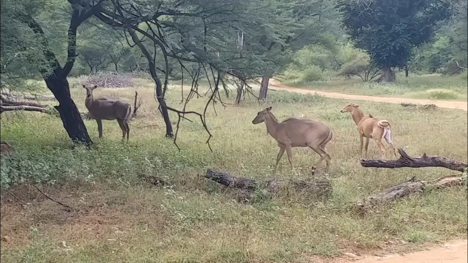 Jaipur Jhalana Reserve, World Animal Day 2021