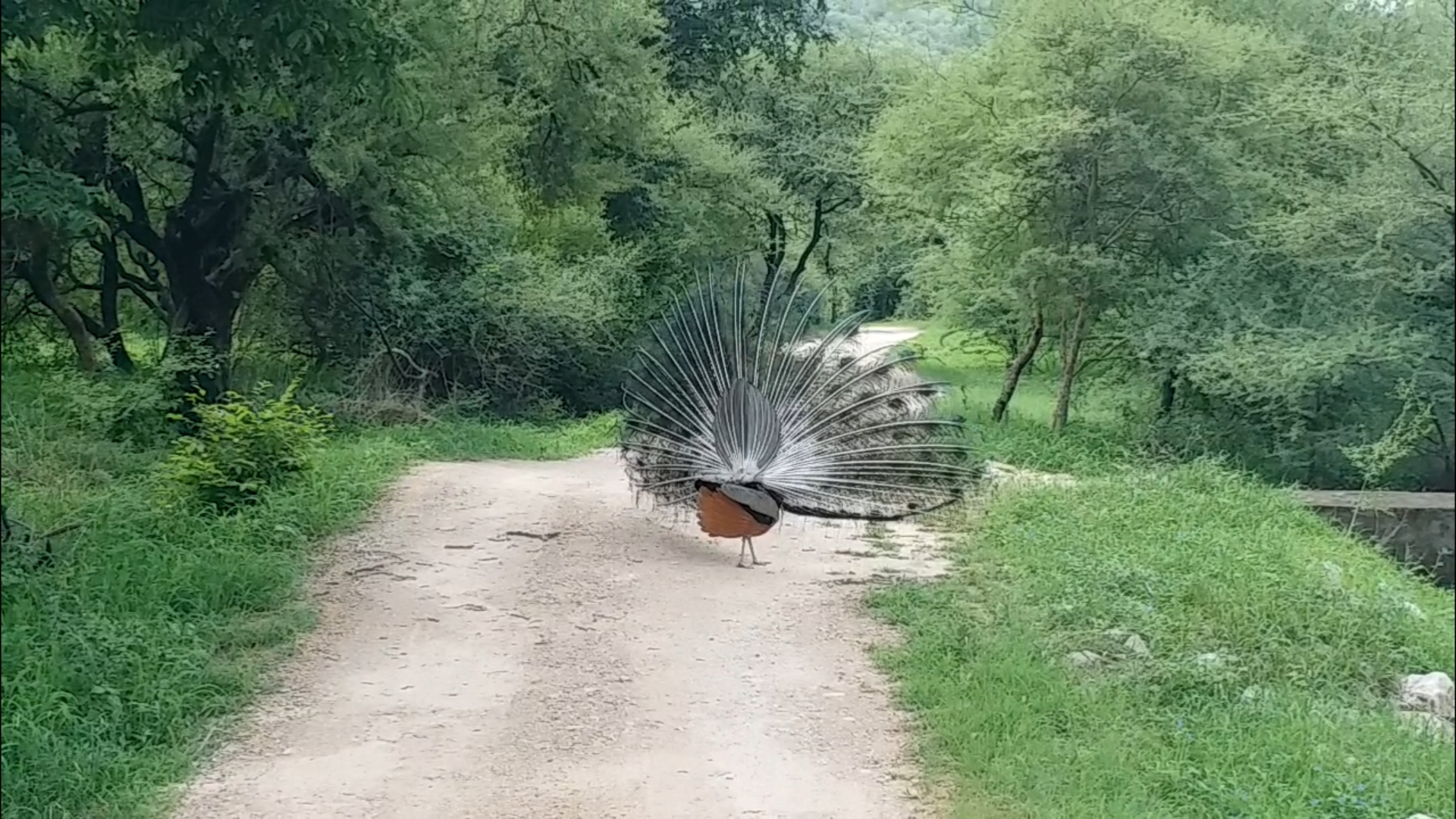 Jaipur Jhalana Reserve, World Animal Day 2021