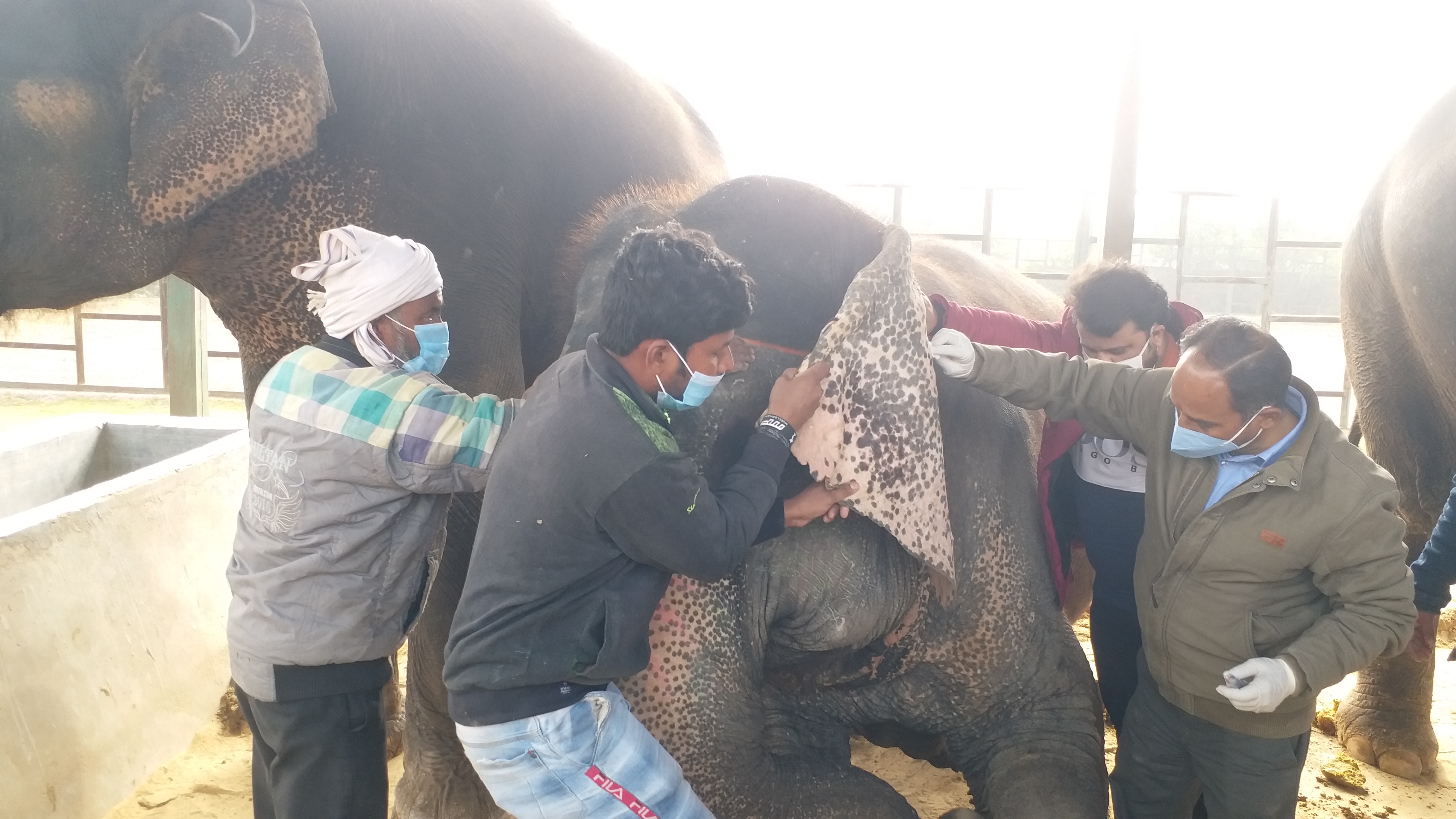 corona examination in elephants, जयपुर के हाथी गांव में कैंप