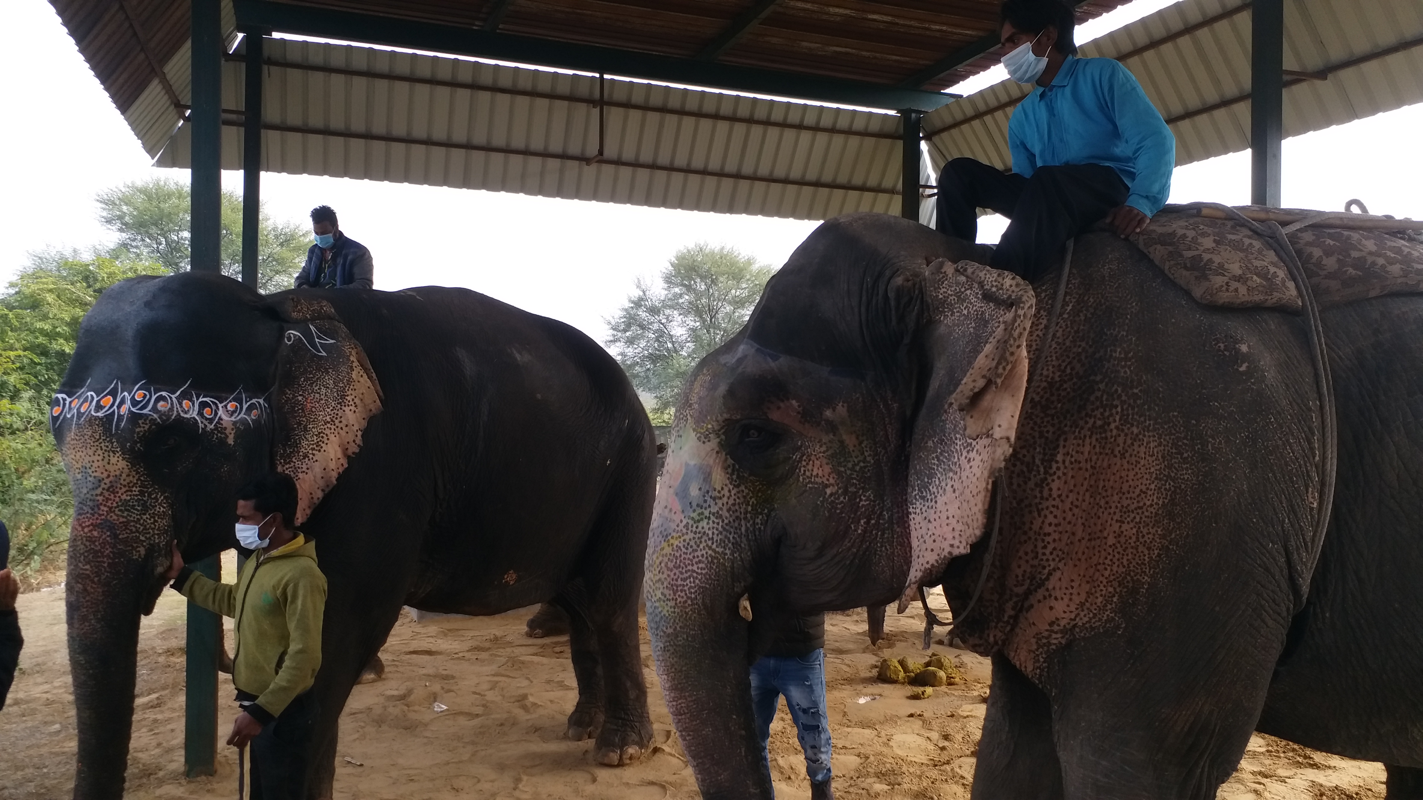 corona examination in elephants, जयपुर के हाथी गांव में कैंप