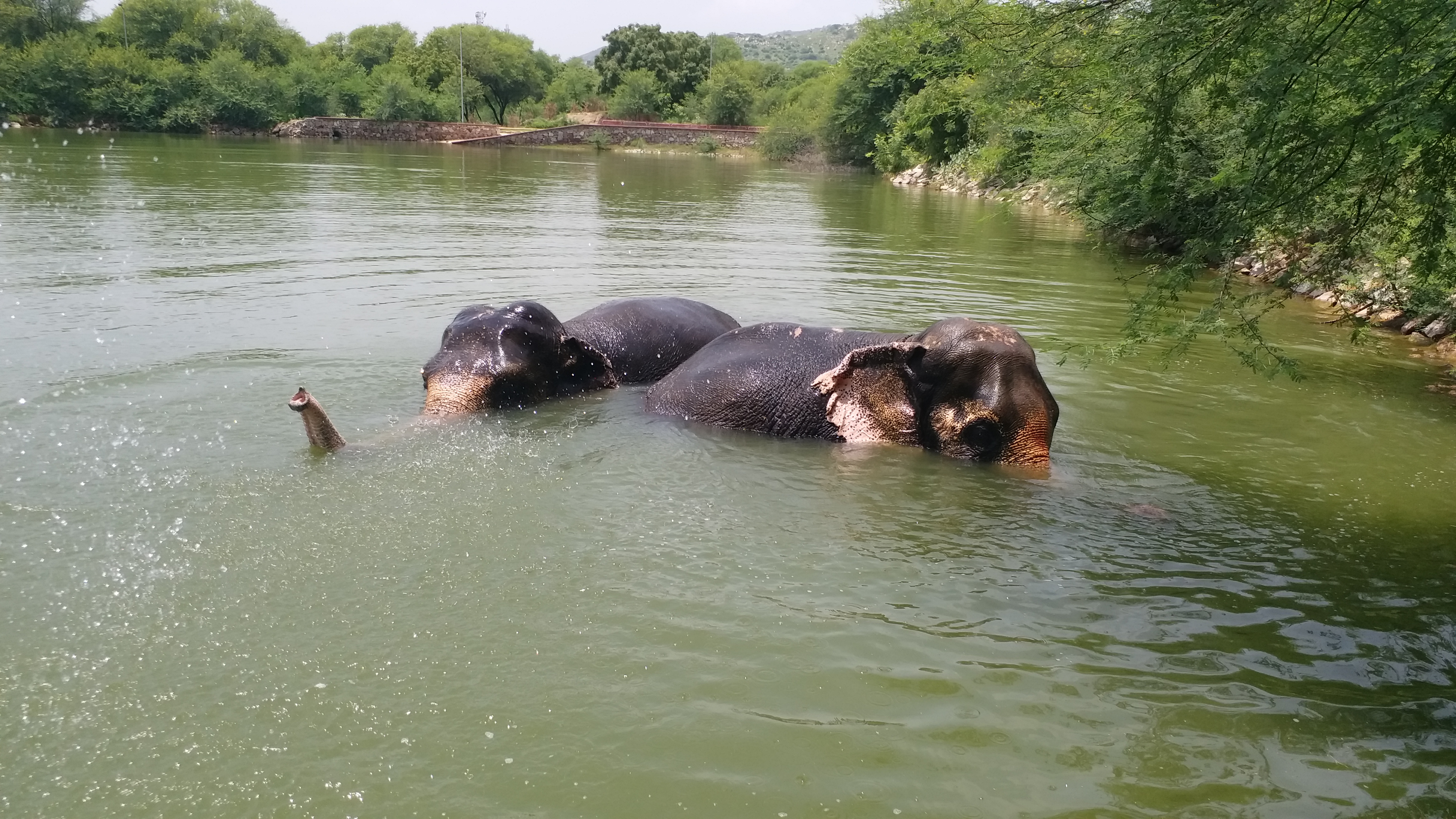 World Elephant Day, विश्व हाथी दिवस