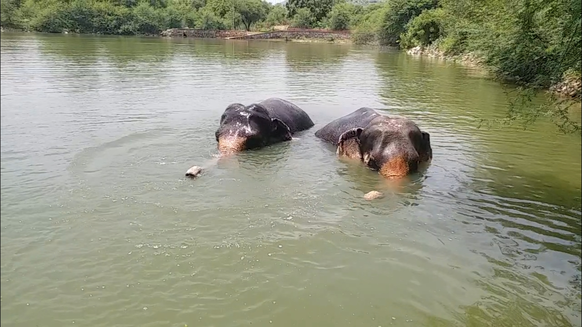 Elephant Village,  Amer Mahal elephant ride,  Elephant Safari amer