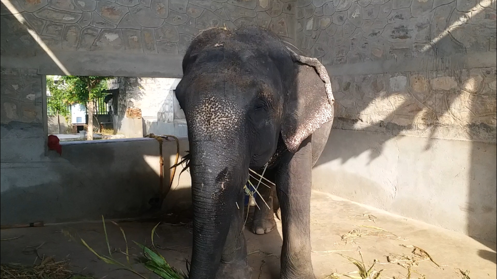 elephant protest, jaipur hathi gav