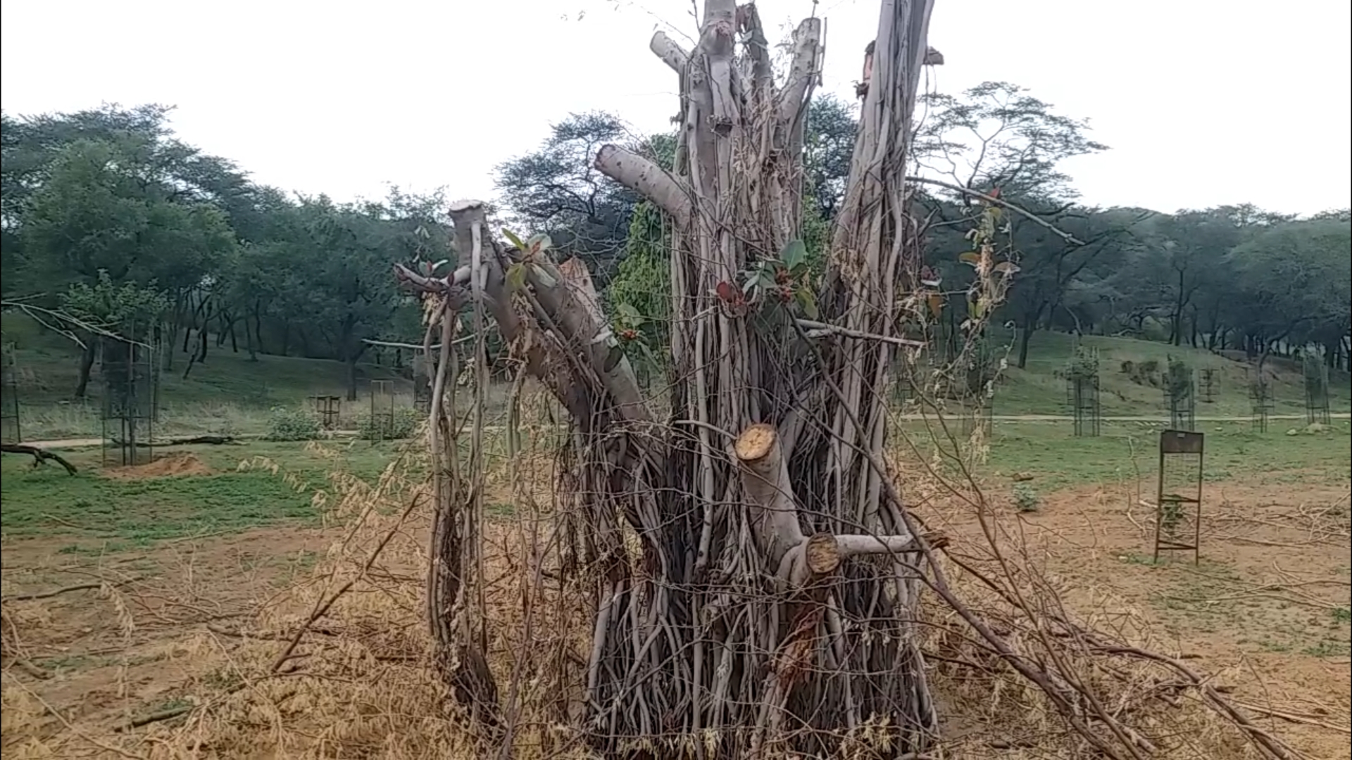 Trees are transplanted in Jhalana forest of Jaipur