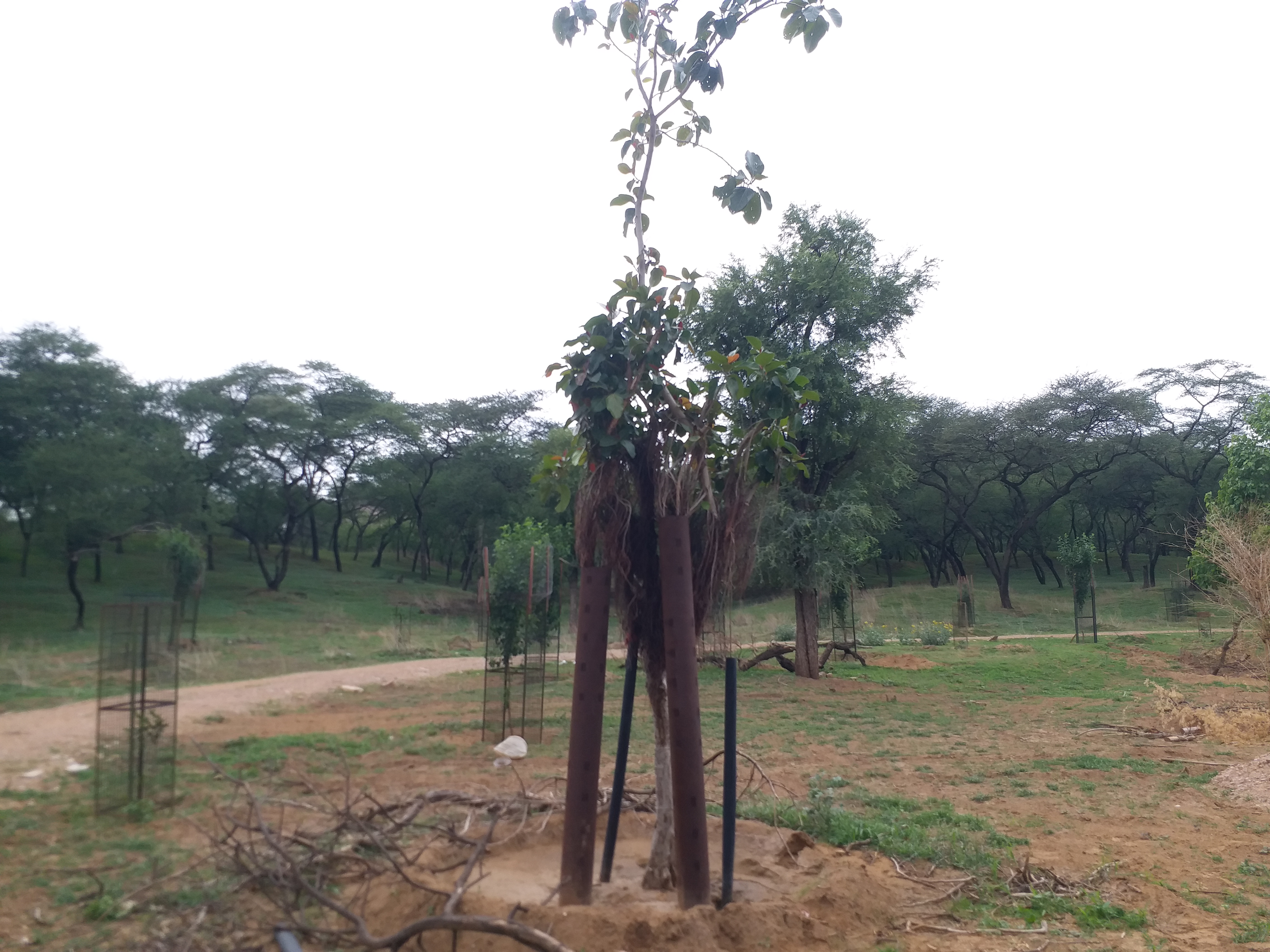 Trees are transplanted in Jhalana forest of Jaipur