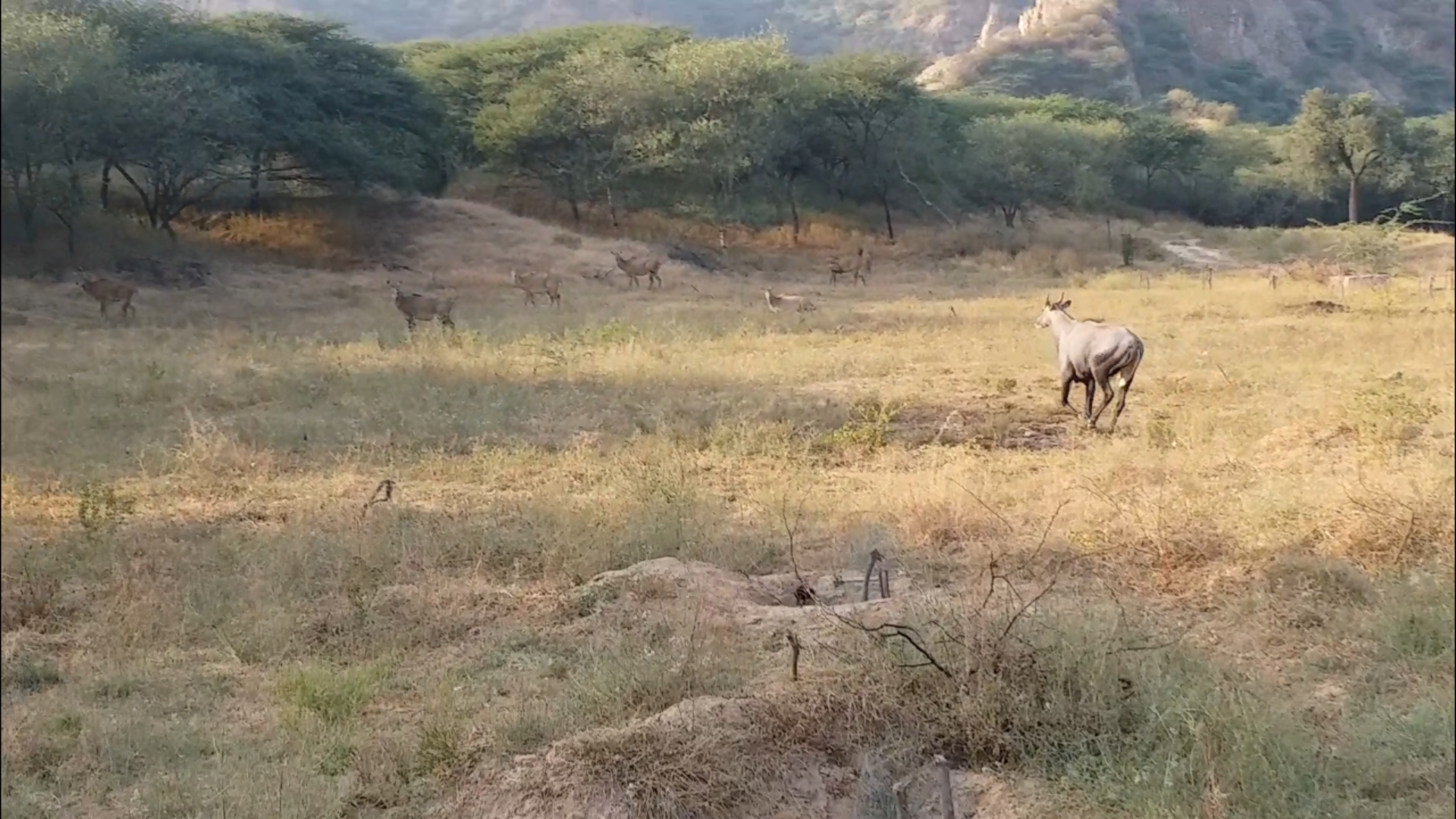 वन मंडलों में बैरकों की भारी कमी,  जोधपुर कांकाणी क्षेत्र हिरण शिकार प्रकरण,  राजस्थान वन विभाग समस्याएं,  Rajasthan Forest Division Forest Barrack Case,  Rajasthan Forest and Wildlife Protection Act,  Lack of barracks in forest circles  Jodhpur Kankani Area Deer Hunting Case,