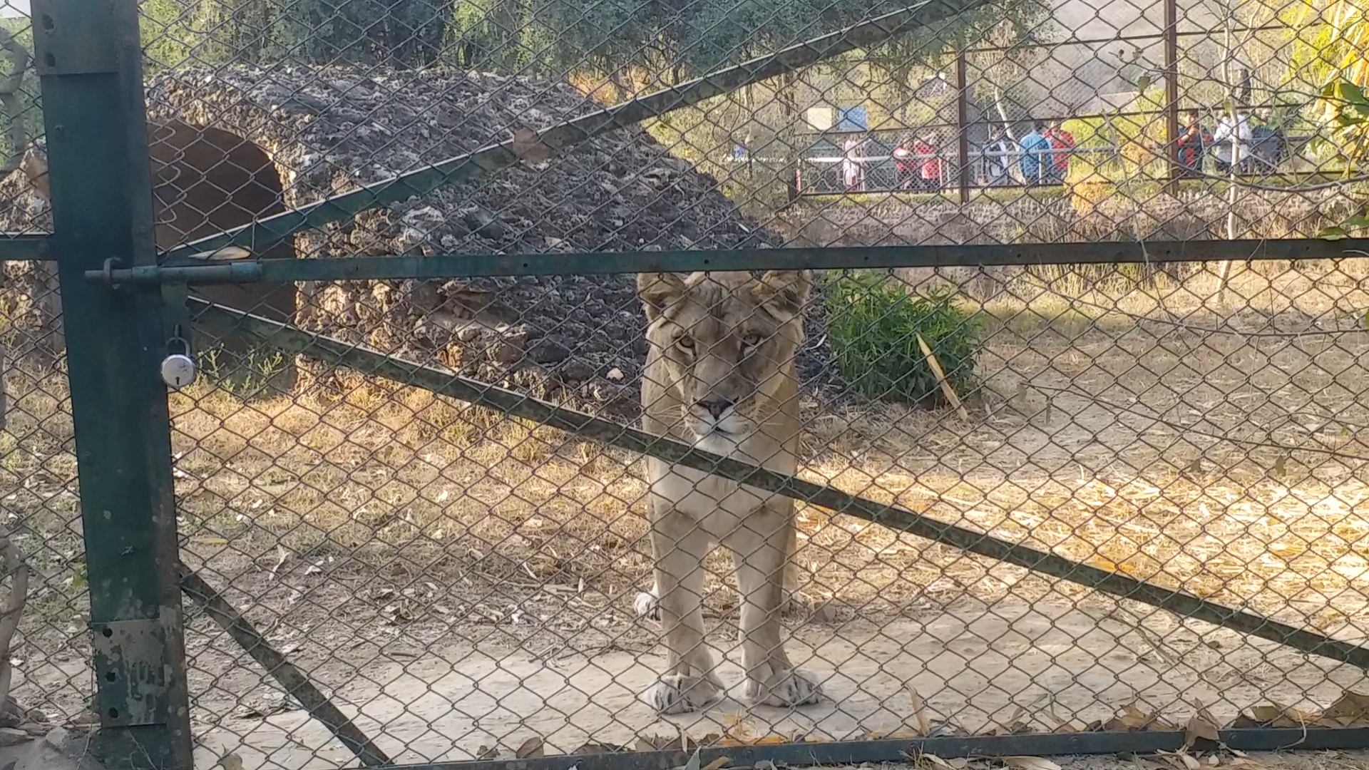 Jaipur Zoo Latest News,  Jaipur Forest Department