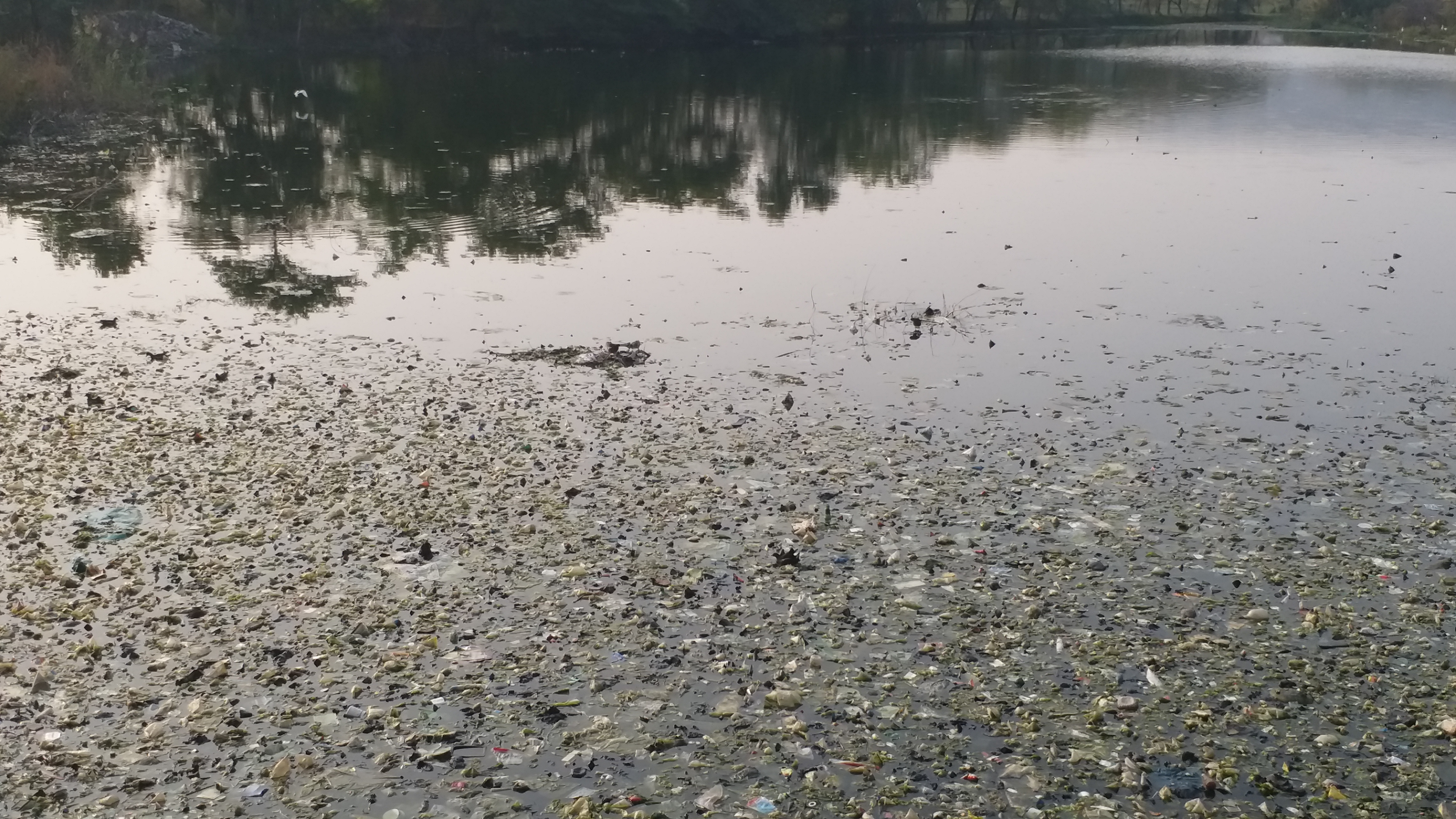 Water Pollution In Jal mahal: ਮਾਨਸਾਗਰ ਝੀਲ ਨੂੰ ਫੈਕਟਰੀਆਂ ਤੇ ਸੀਵਰੇਜ ਦੇ ਪਾਣੀ ਨੇ ਕੀਤਾ ਪ੍ਰਦੂਸ਼ਿਤ, ਸੈਲਾਨੀਆਂ ’ਚ ਭਾਰੀ ਨਿਰਾਸ਼ਾ