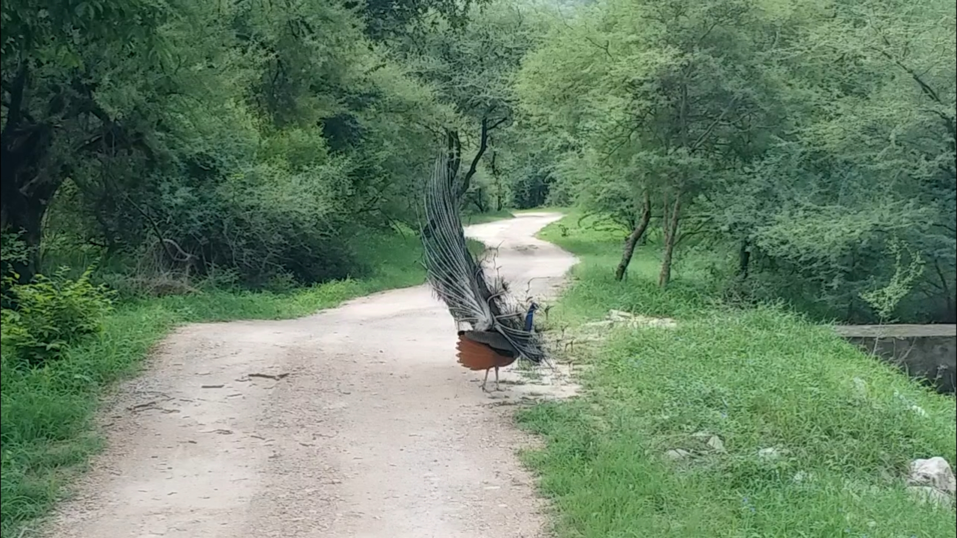 झालाना लेपर्ड सफारी, Jhalana Leopard Safari