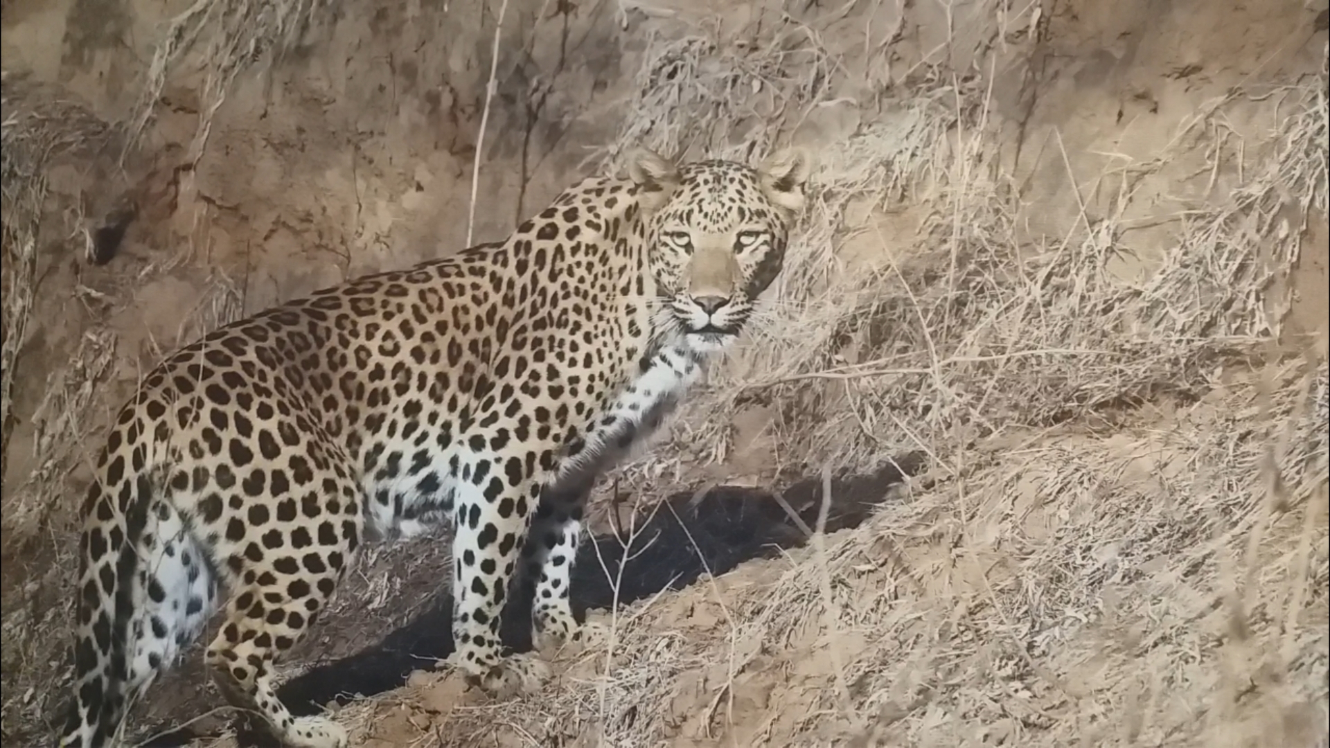 Jhalana Leopard Safari