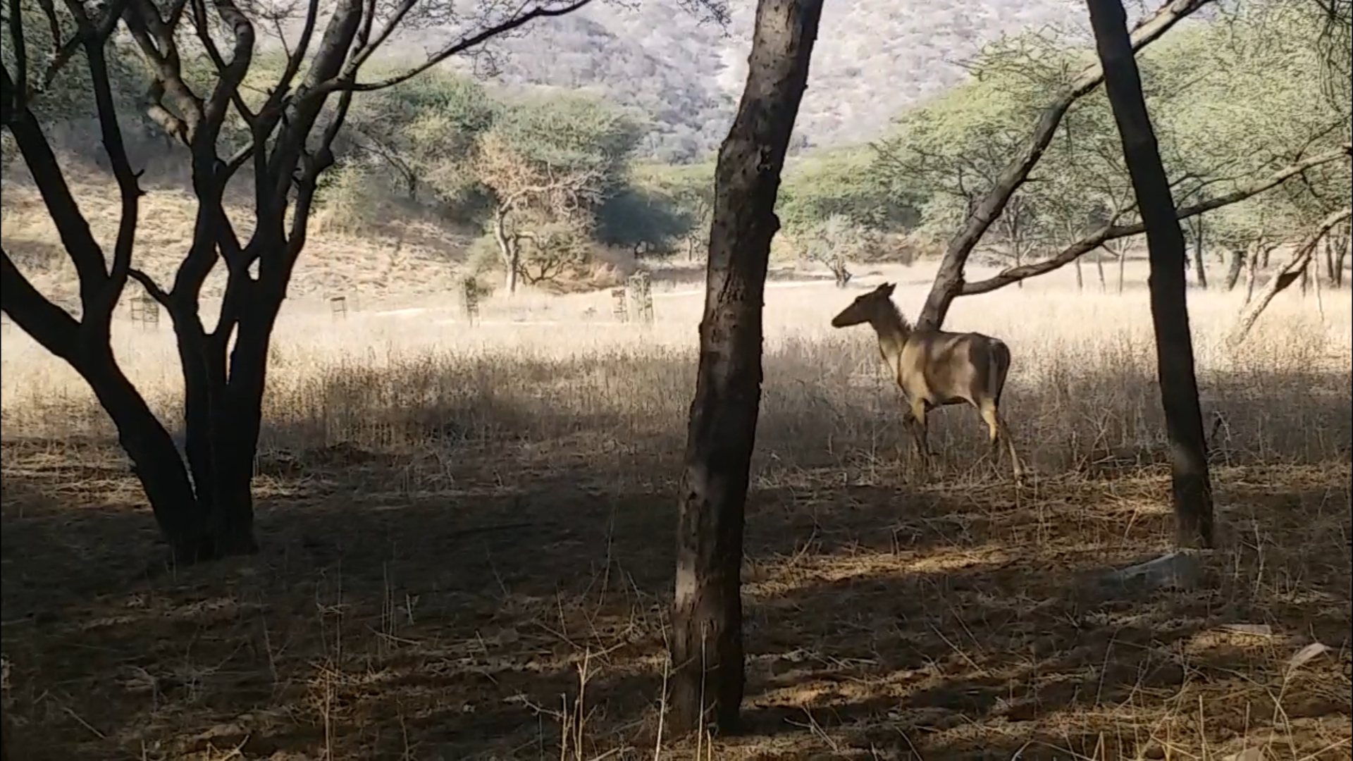 Jhalana Leopard Safari, लेपर्ड साइटिंग से रोमांचित हुए पर्यटक