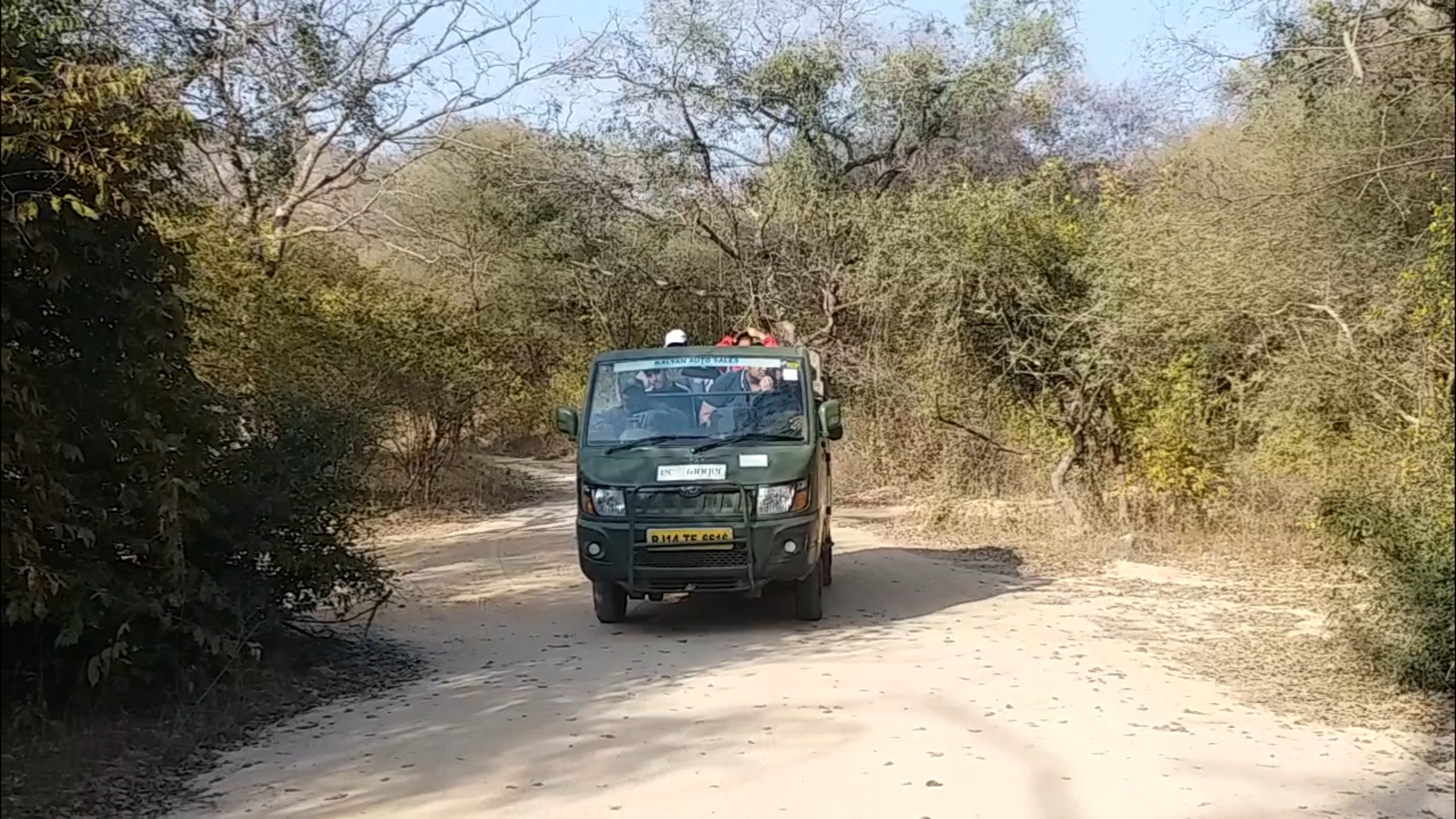 Jhalana Leopard Safari, लेपर्ड साइटिंग से रोमांचित हुए पर्यटक