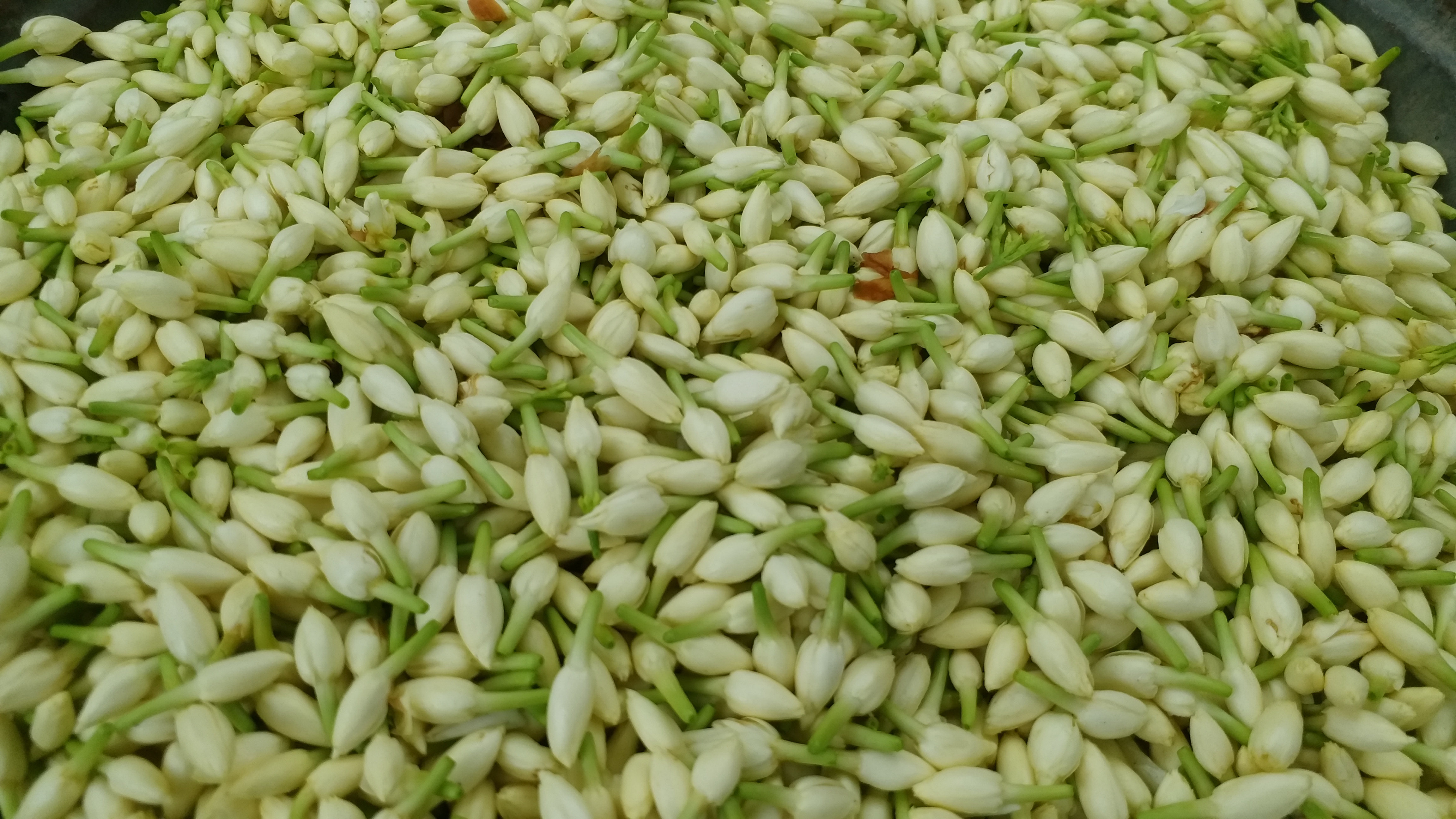 Mogra crop, मोगरा की फसल