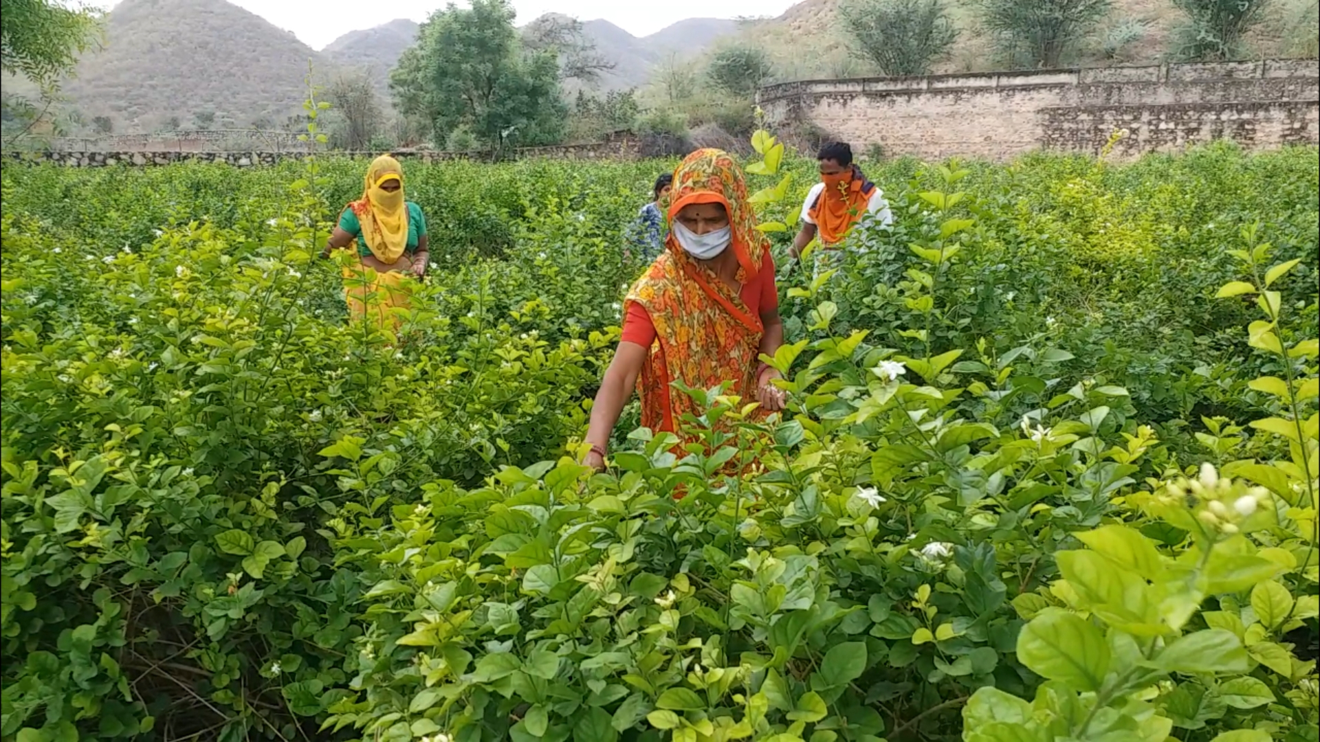 Mogra crop, मोगरा की फसल