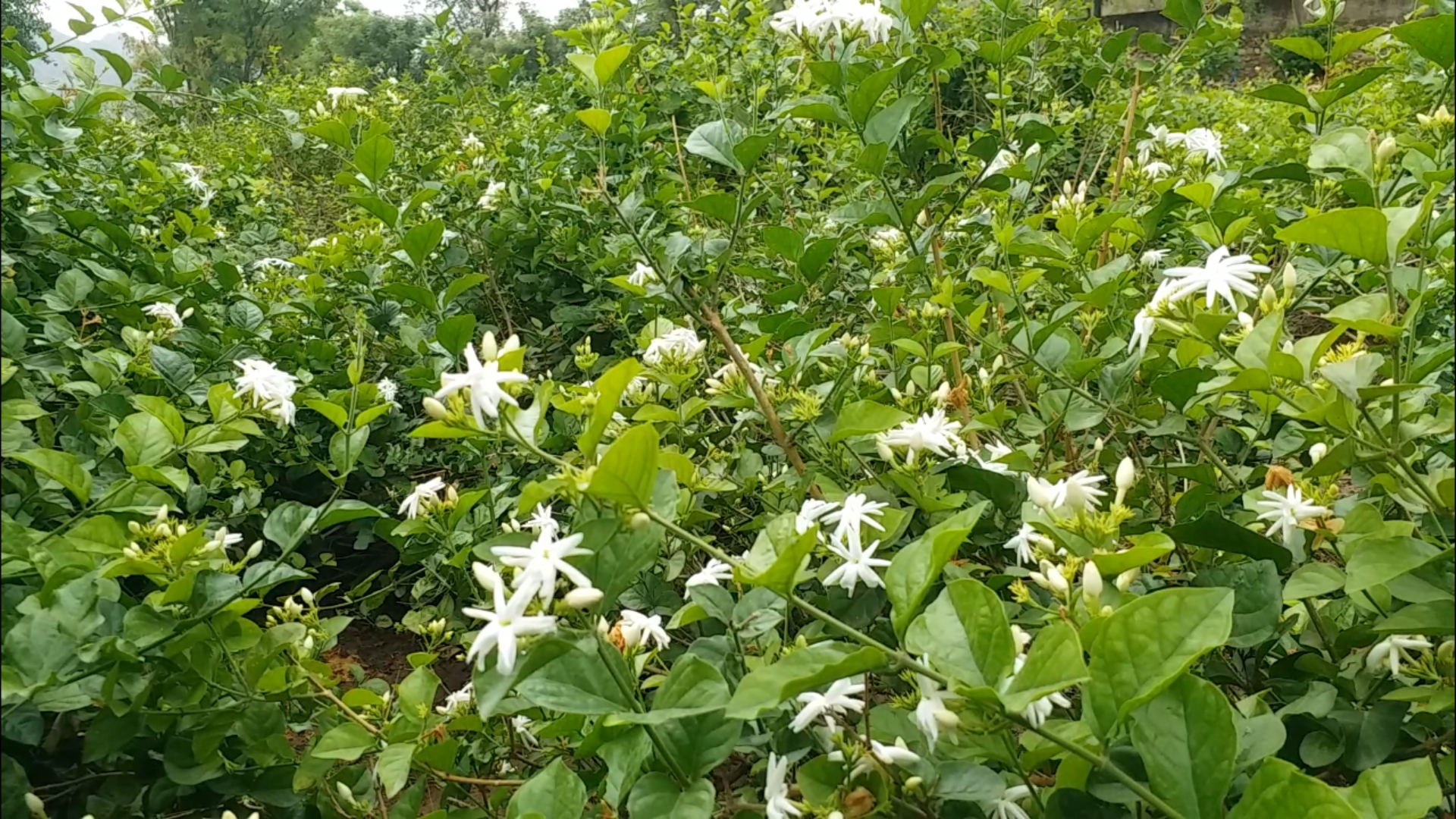 Mogra crop, मोगरा की फसल