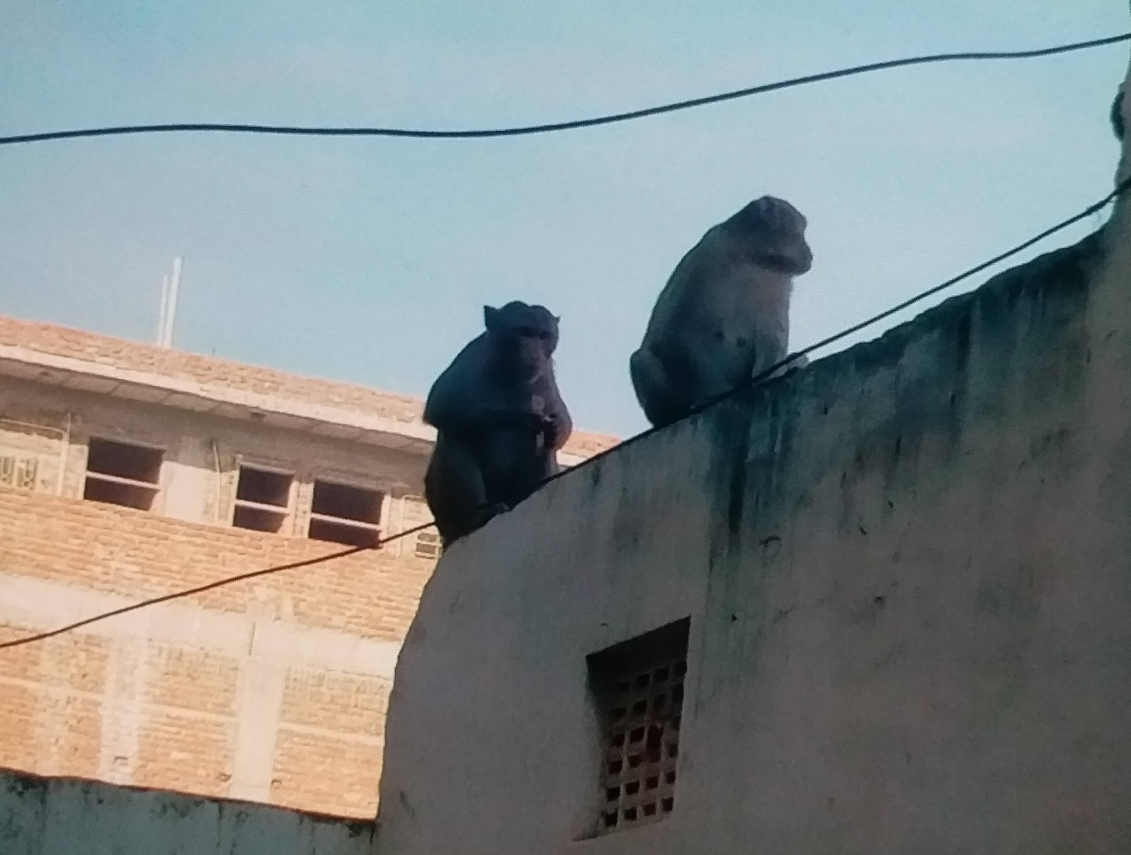 Monkey attacked children in Jaipur,  Rajasthan News