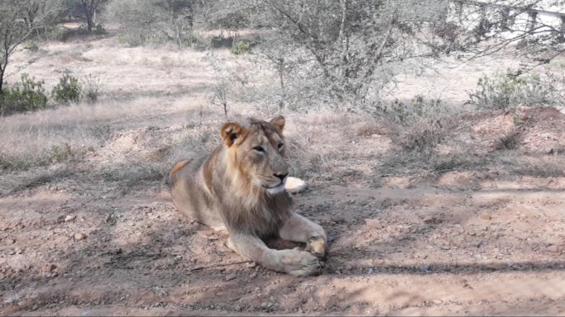 लेप्टोस्पायरोसिस स्क्रीनिंग, Big cats leptospirosis screening  Nahargarh Biological Park  Rajasthan News, Jaipur News