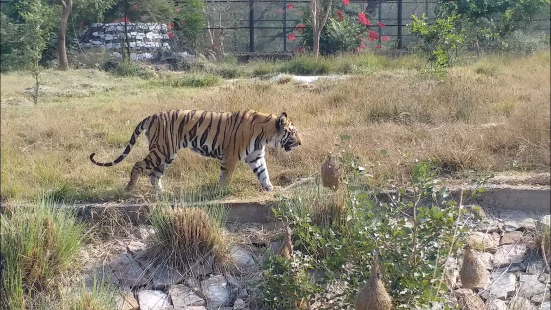 effect of lockdown on parks  etv bharat special news  ईटीवी भारत की स्पेशल खबर  एसीएफ जगदीश गुप्ता  ACF Jagdish gupta