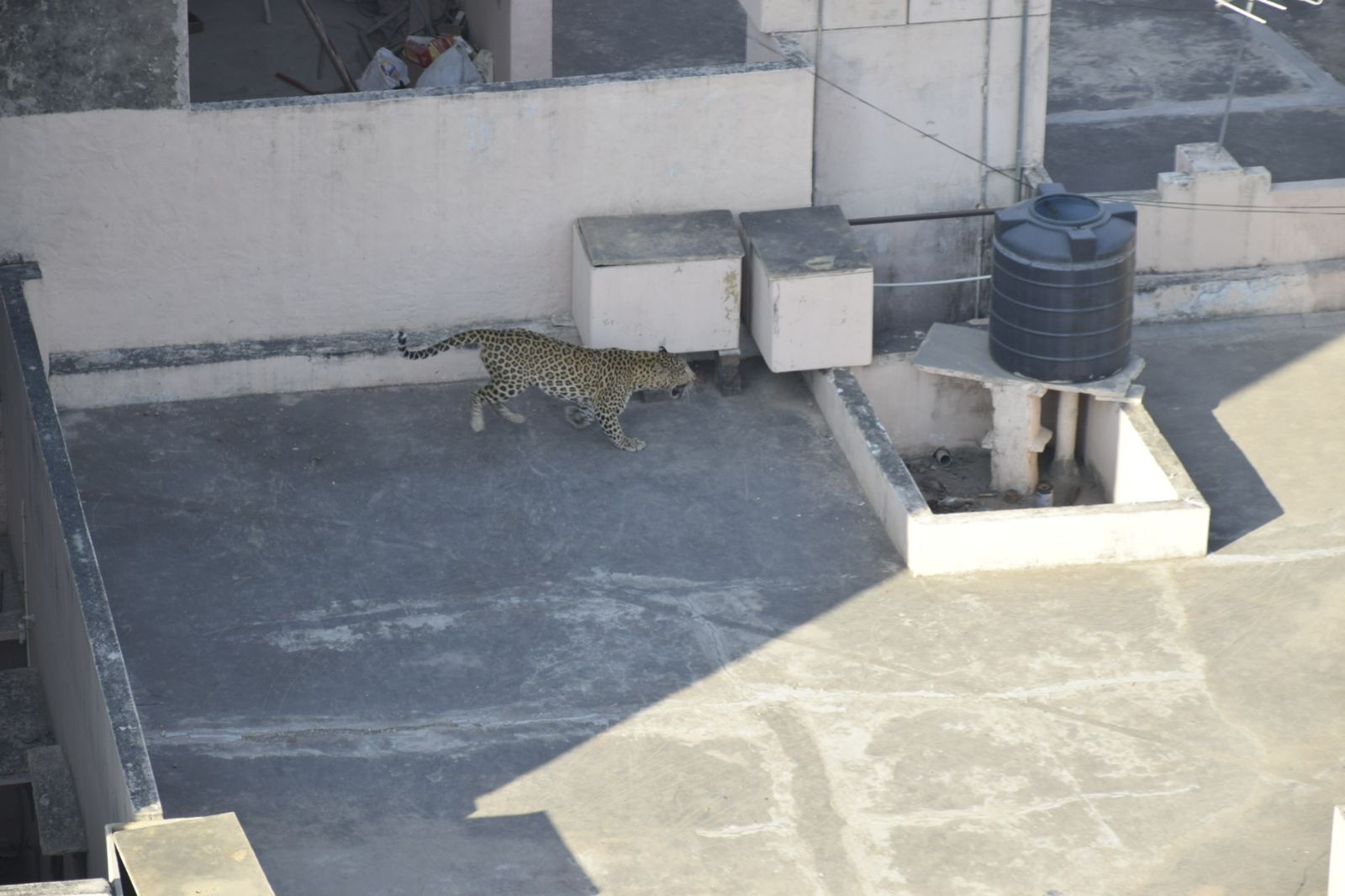 Panther Caught At Jaipur