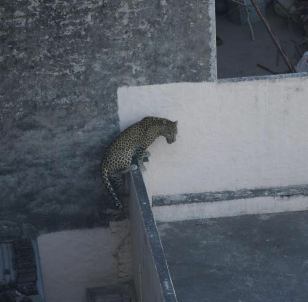 Panther Caught At Jaipur