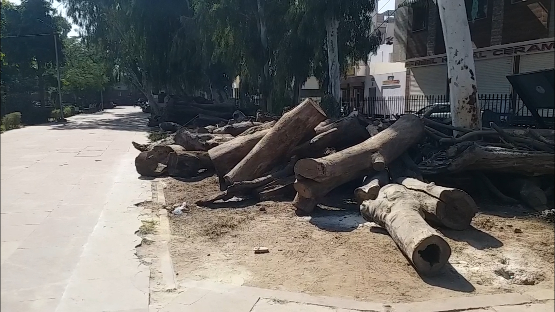 harvesting of trees in Jaipur, जयपुर न्यूज