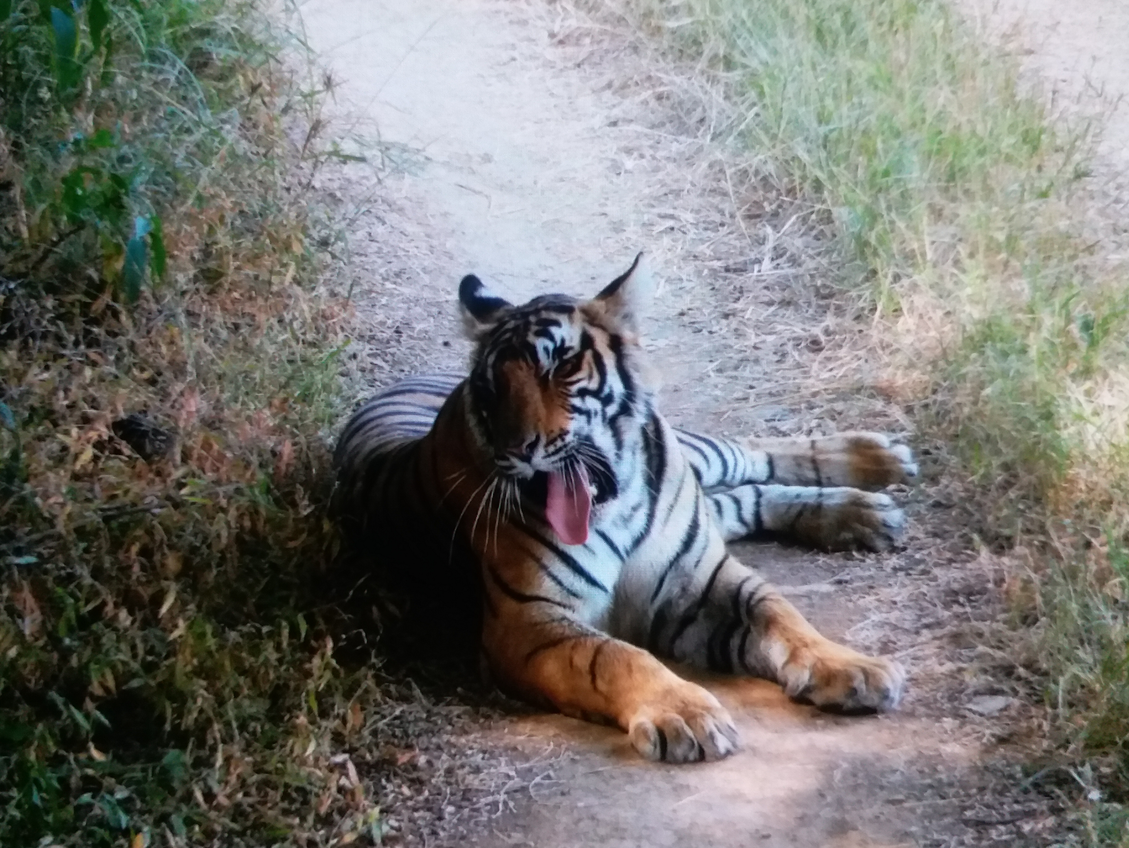 बाघिन शिफ्ट रणथंभोर सरिस्का,  रिद्धि सिद्धि की फाइट,  Ranthambore National Tiger Century,  Ranthambore tigress Riddi Siddhi shifting,  Tigress Shift Ranthambore Sariska,  Riddhi Siddhi's fight