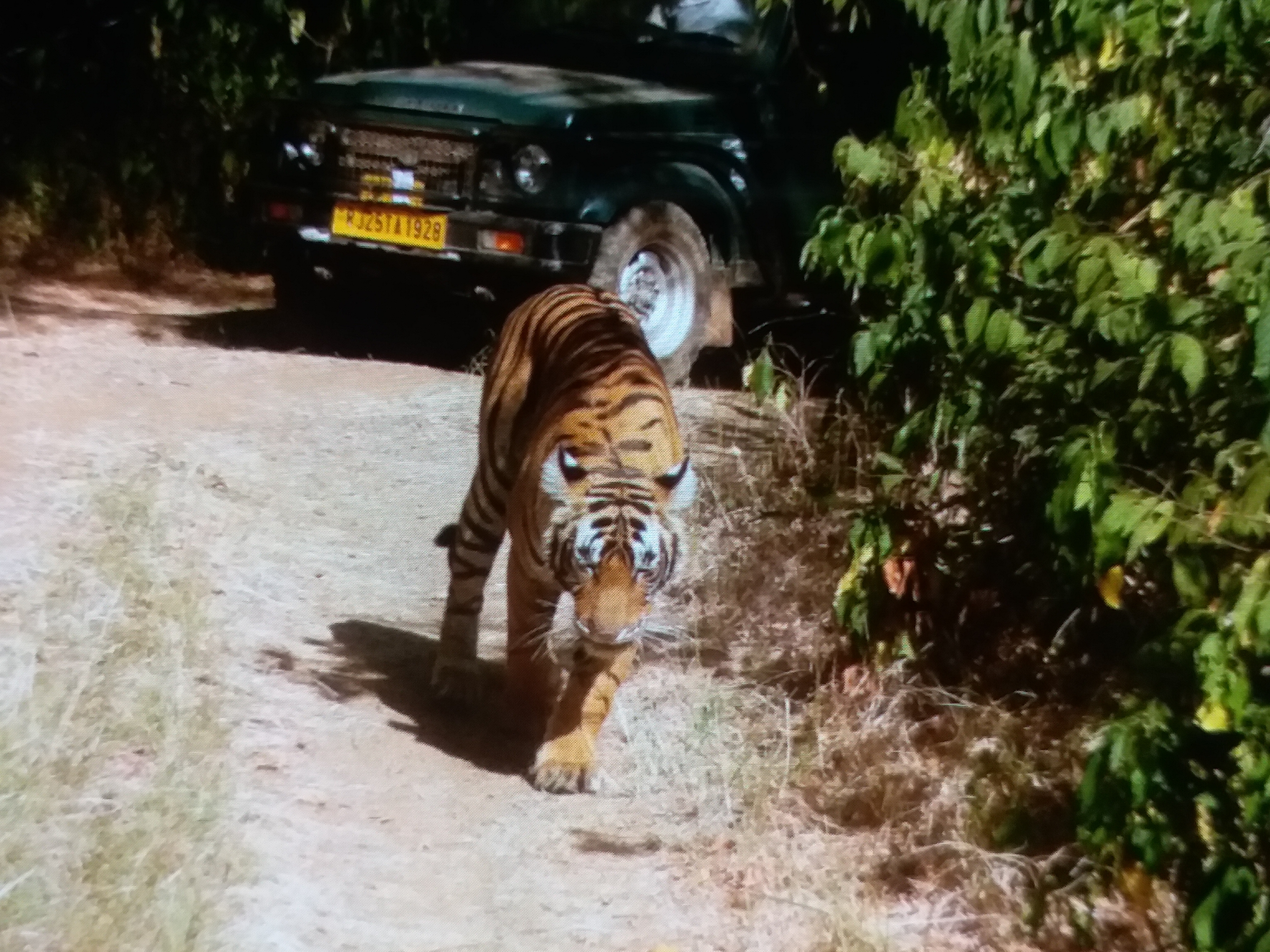 बाघिन शिफ्ट रणथंभोर सरिस्का,  रिद्धि सिद्धि की फाइट,  Ranthambore National Tiger Century,  Ranthambore tigress Riddi Siddhi shifting,  Tigress Shift Ranthambore Sariska,  Riddhi Siddhi's fight