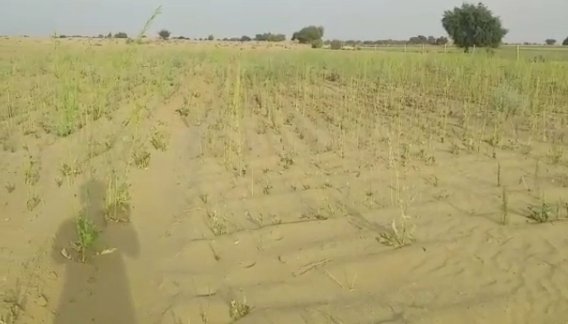 जैसलमेर की ताजा हिंदी खबरें, Farmers' crops were ruined