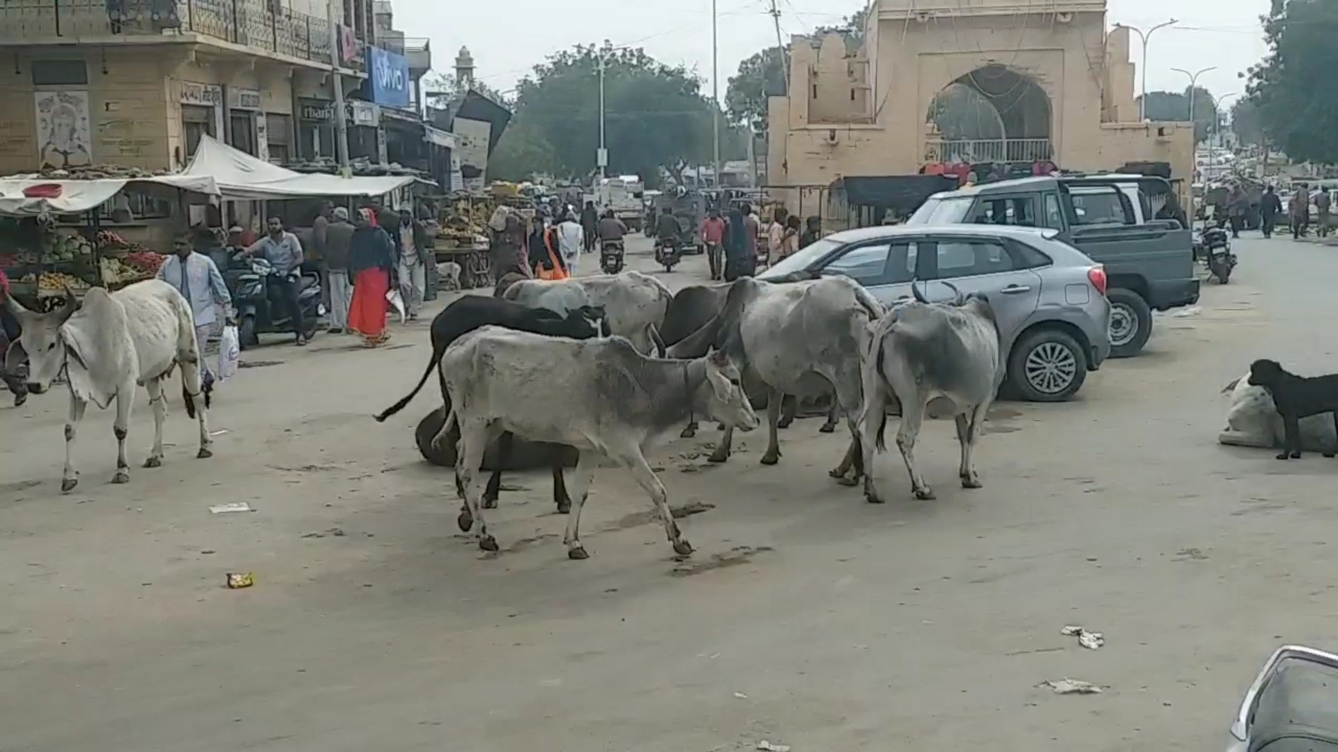 जैसलमेर न्यूज, jaisalmer latest news, Terror of stray animals,  आवारा पशुओं का आतंक, नगरपरिषद सभापति,  Municipal councilor