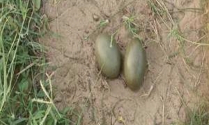 15 female Godawan laid eggs in Desert National park in Jaisalmer