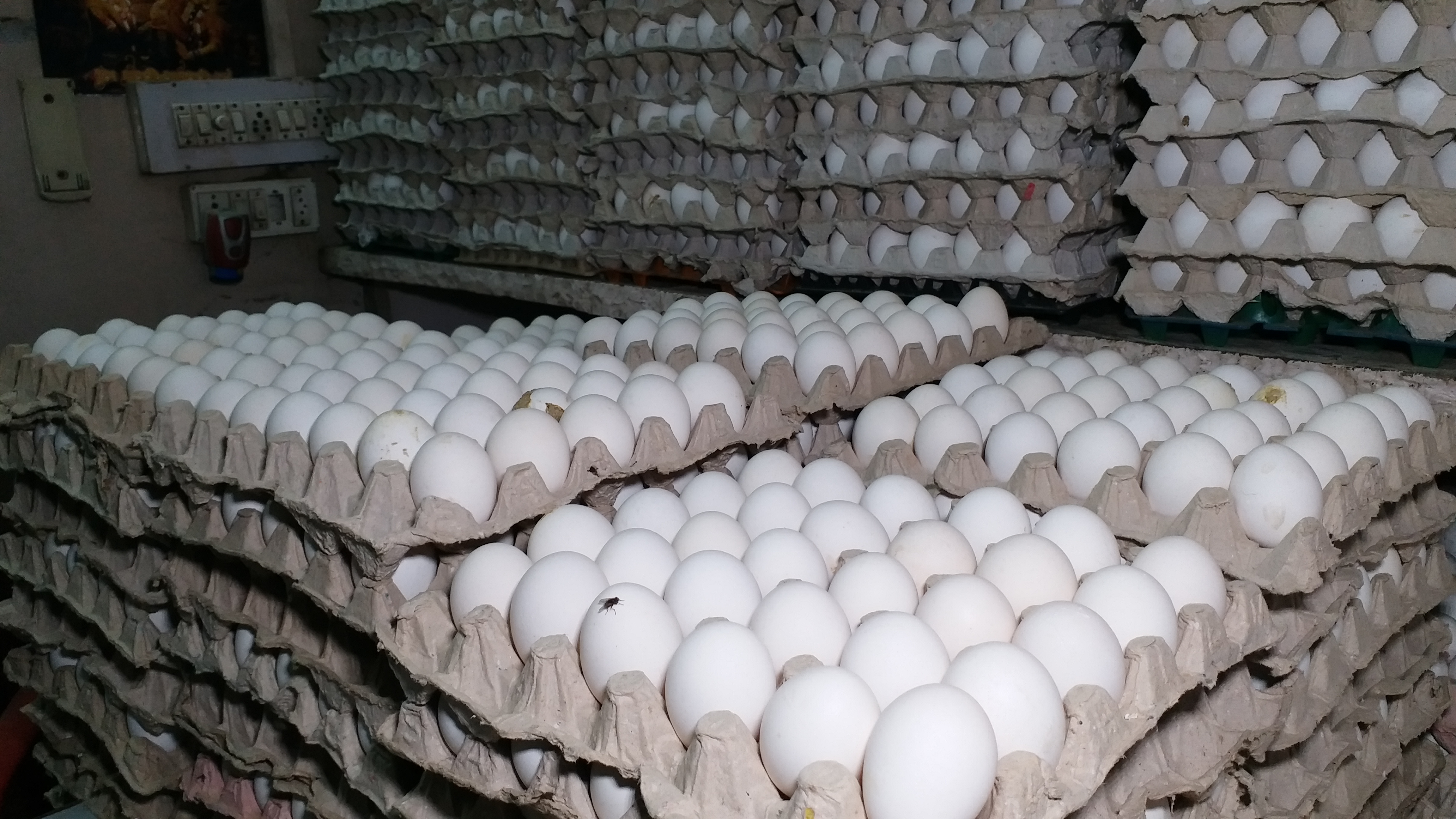 sale of eggs in Kota, bird flu in Kota