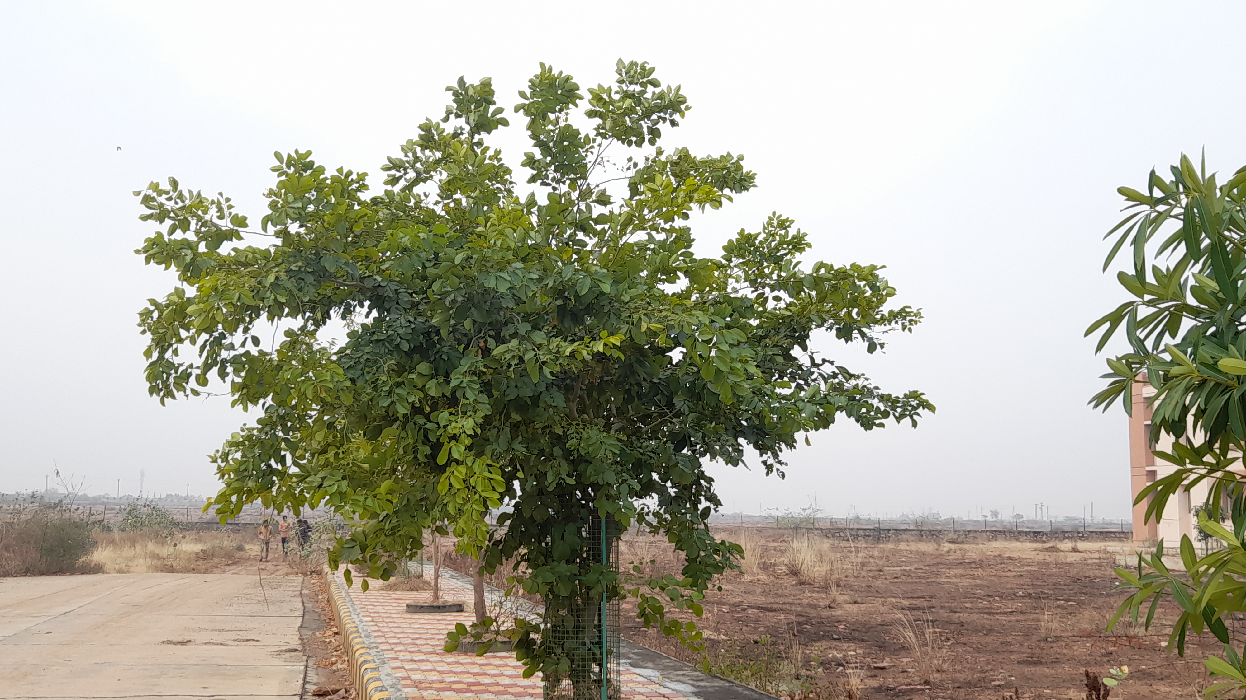 कोटा विश्वविद्यालय की अद्भुत वनस्पतियां