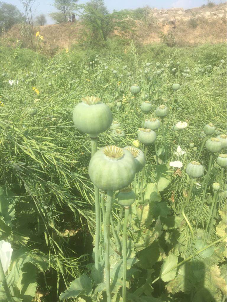 illegal poppy cultivation, कोटा न्यूज, karauli news, राजस्थान न्यूज