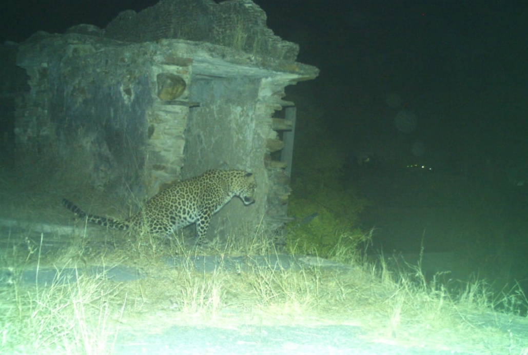 Panther in Nanta Garh in Kota