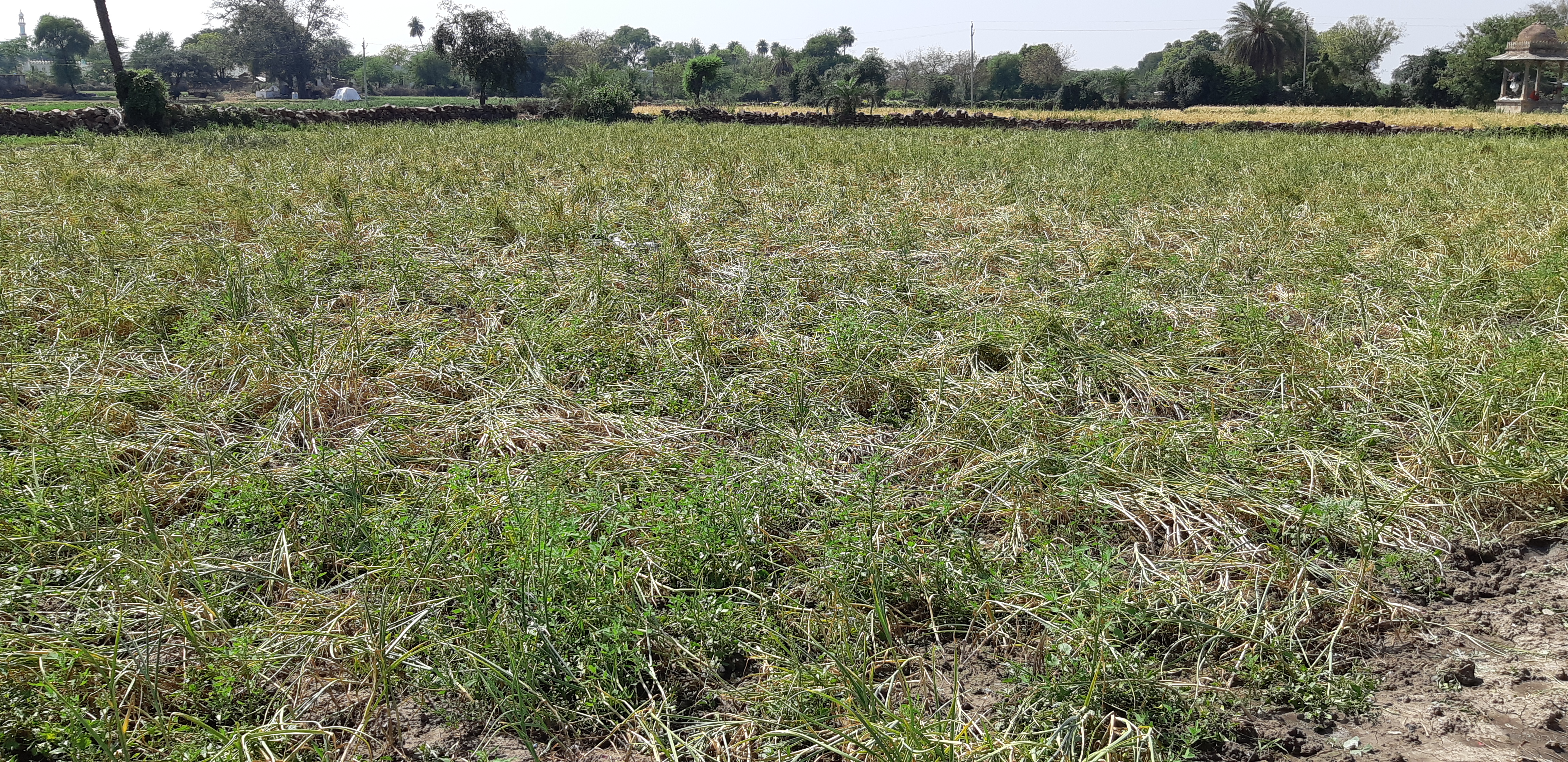 rain hailstorm in kota rajasthan, rabi crop damage