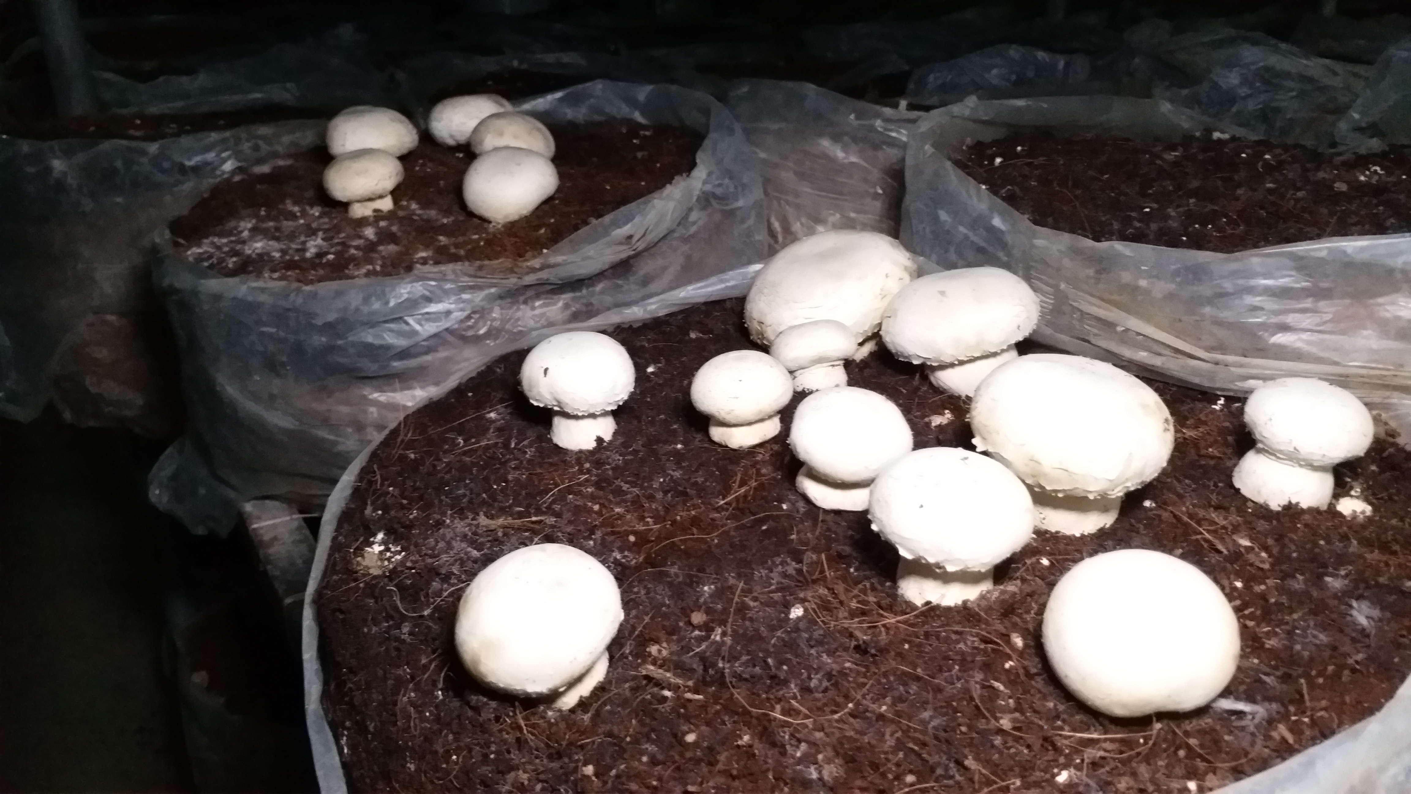 button mushroom, Kota Button Mushroom