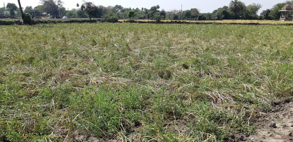 Crop spoiled due to hail and rain, कृषि विभाग की रिपोर्ट में फसल खराब