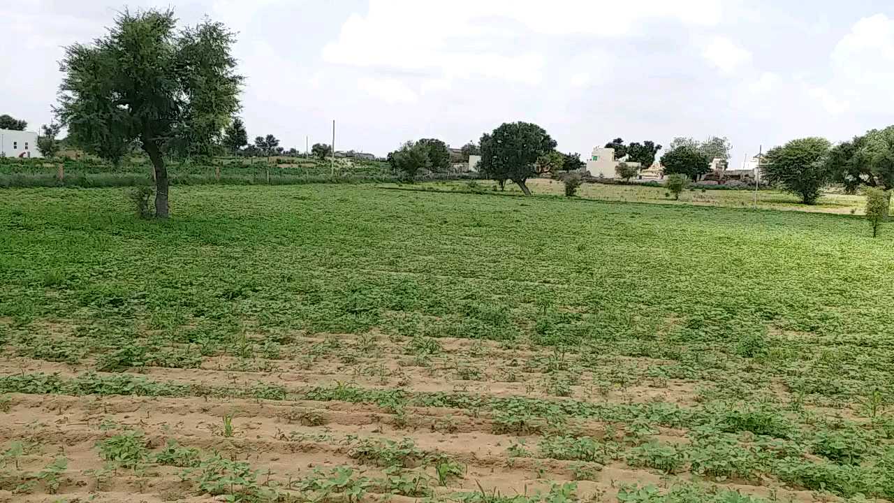 farmers in nagaur, फसल में लट